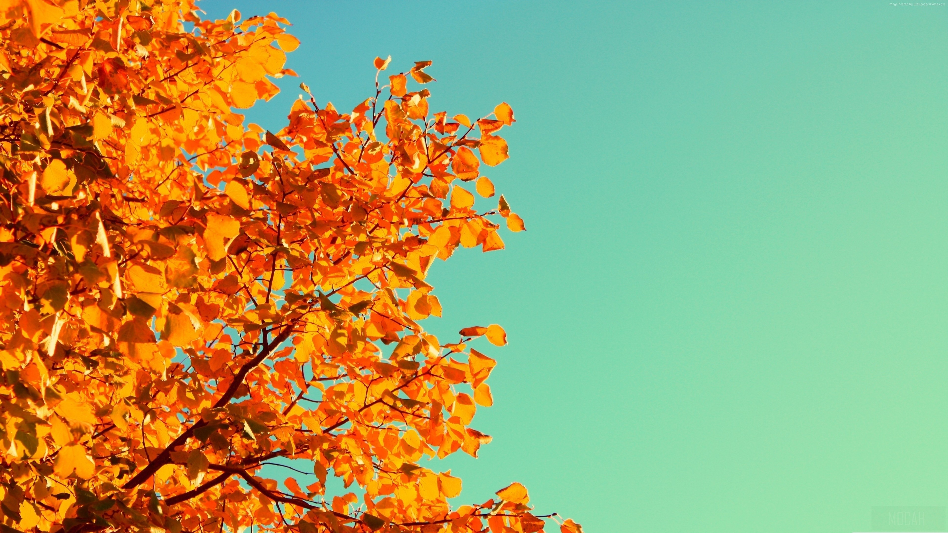 Yellow Leaves HD Wallpaper