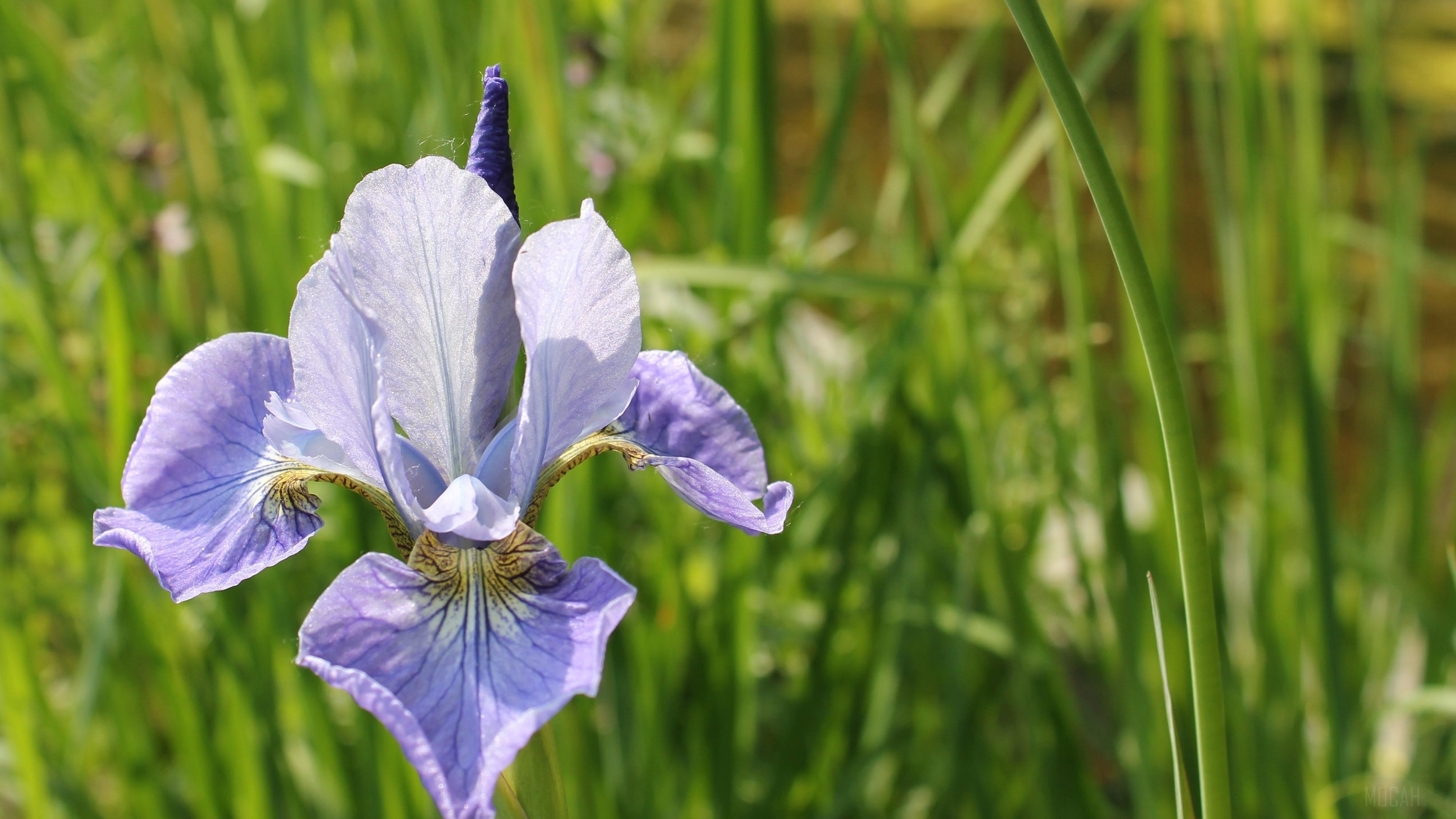 Close-up of a purple iris flower in grass 4K HD Wallpaper