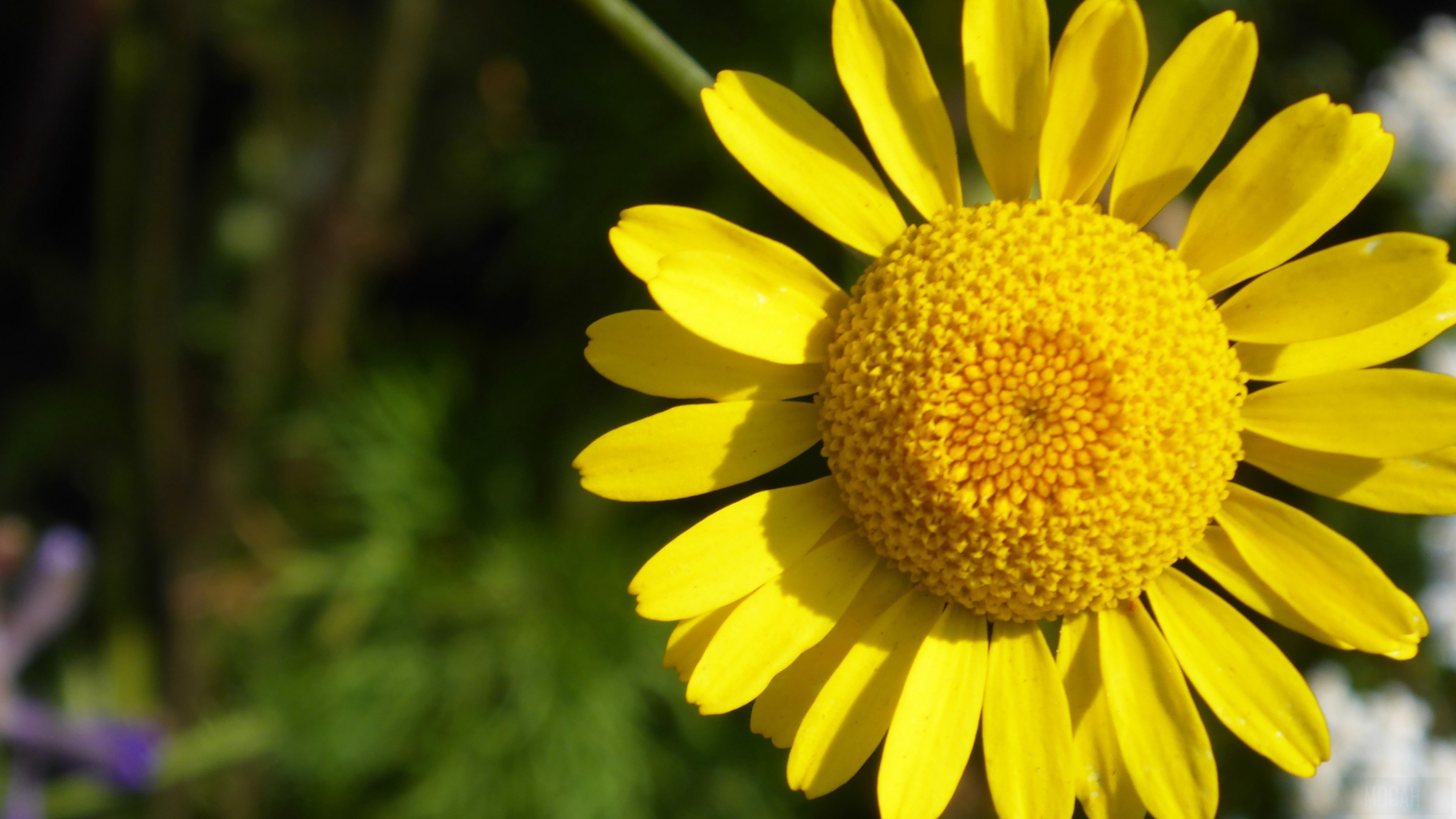 Yellow flower with petals 4K HD Wallpaper