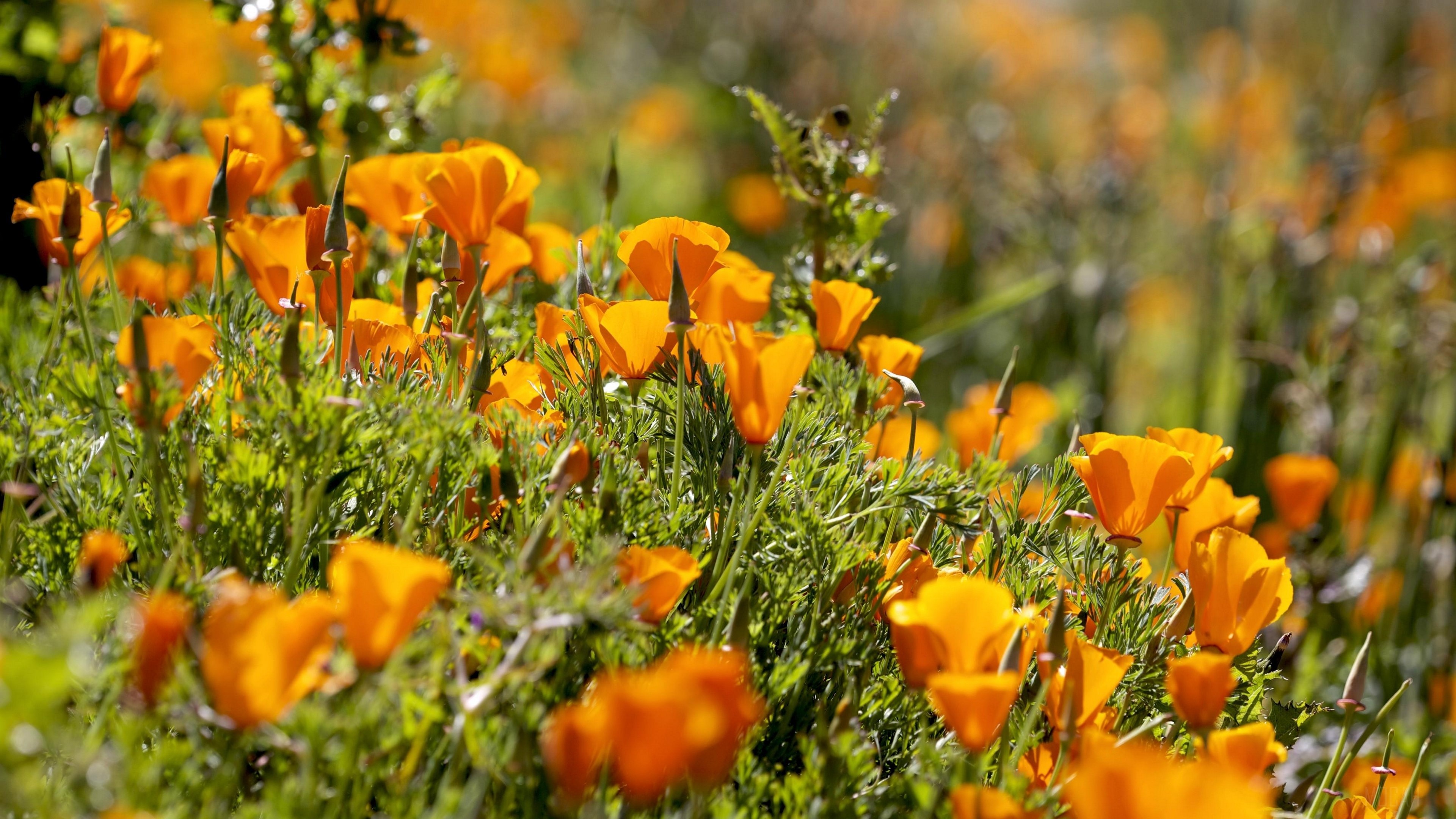 California Poppies on a Sunny Slope HD Wallpaper