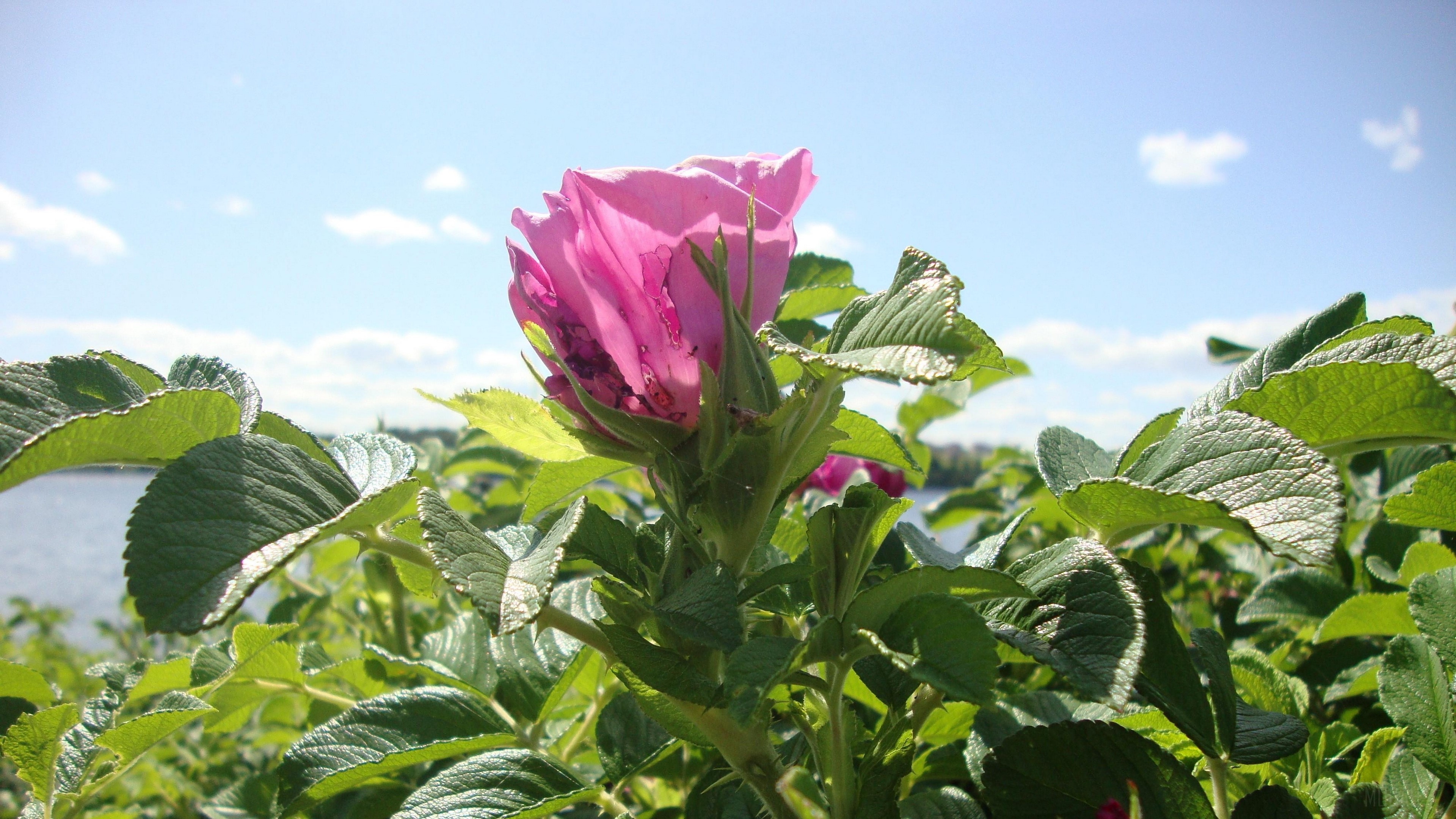 Pink rose shrub with green foliage and blue sky HD Wallpaper