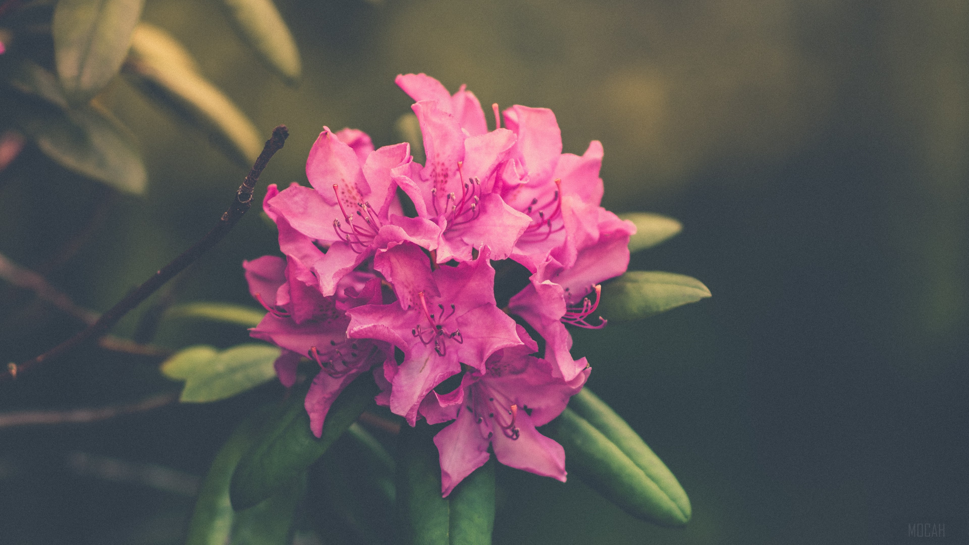 Pink Rhododendron Flower Cluster 4K HD Wallpaper