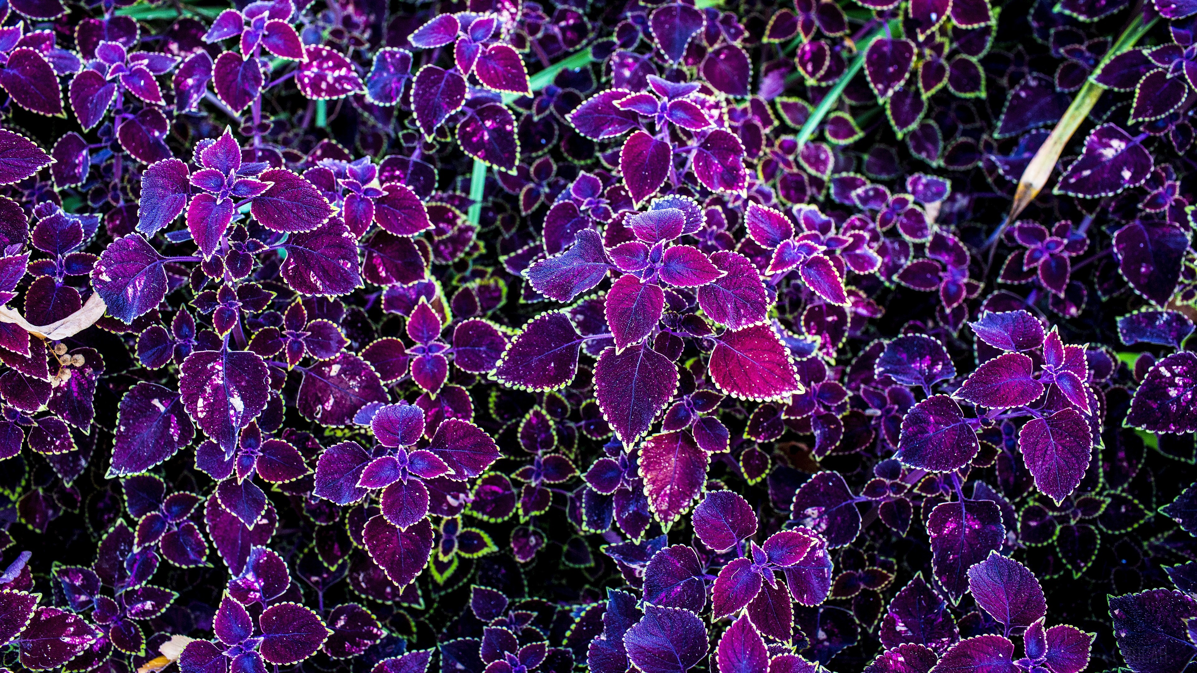 Purple and pink coleus leaves HD Wallpaper