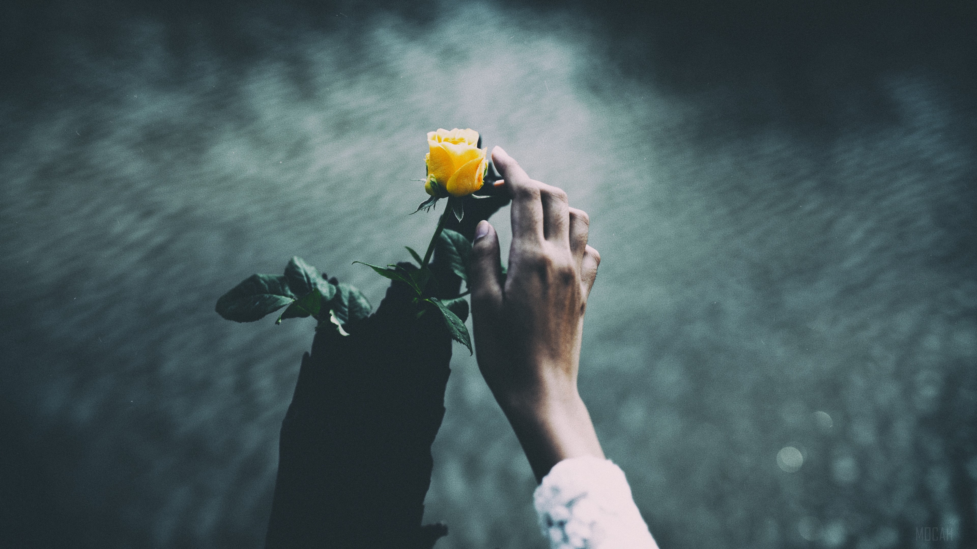 Hand touching a yellow rose with water background 4K HD Wallpaper