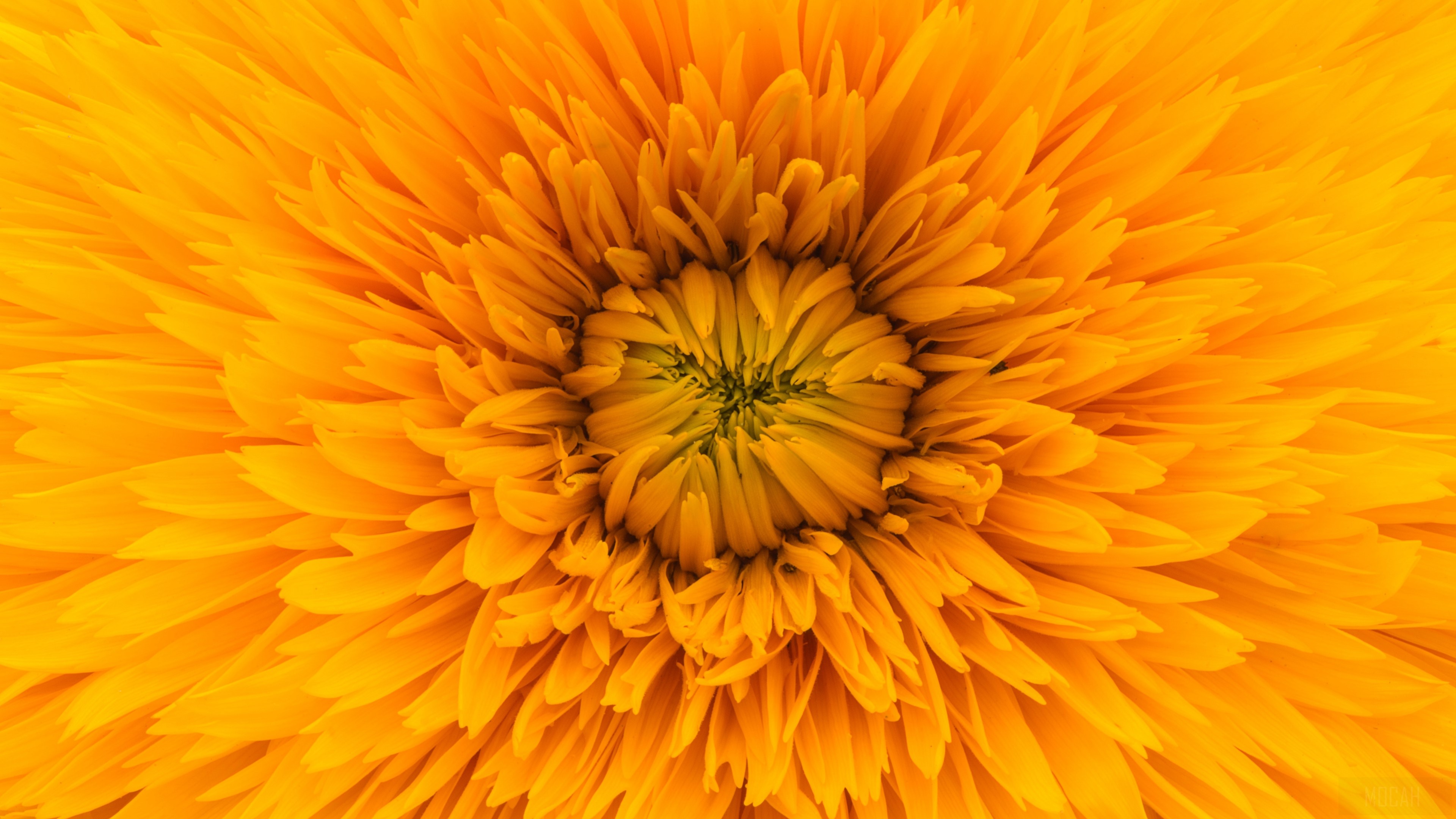 Close-up of a yellow sunflower with many petals HD Wallpaper