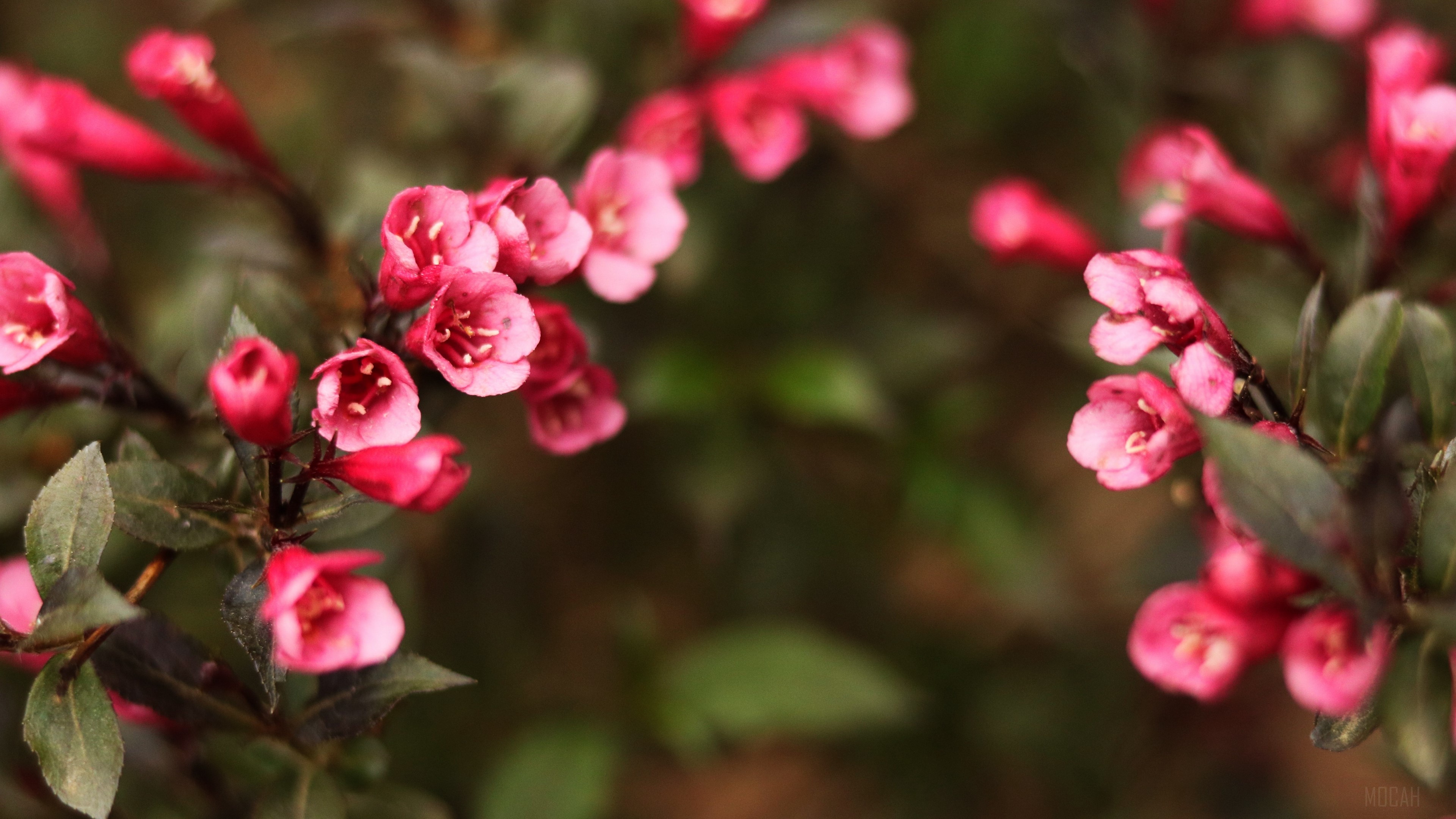 Pink flowers on a bush, 4K HD Wallpaper