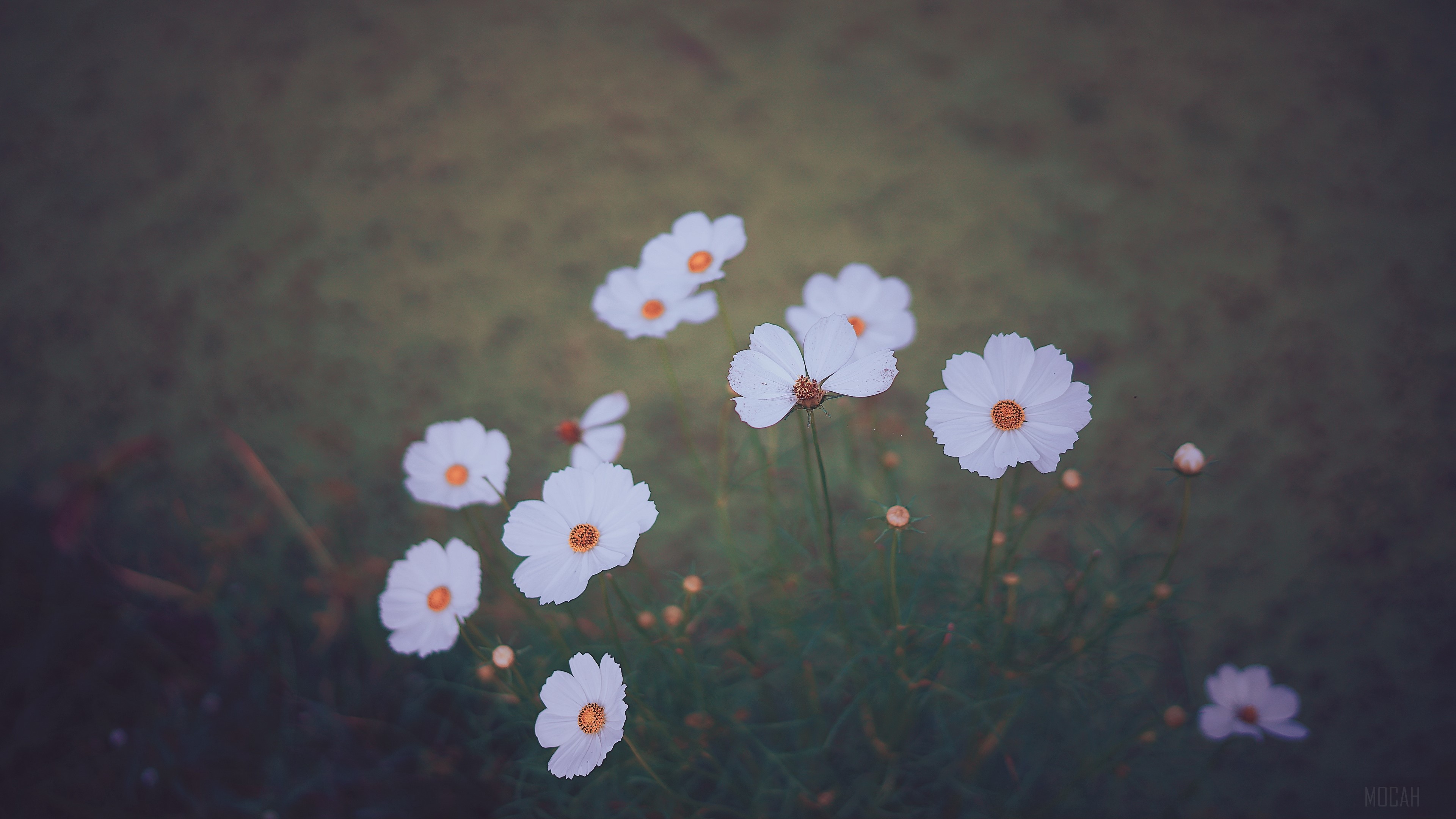 White cosmos flowers in soft focus 4K HD Wallpaper