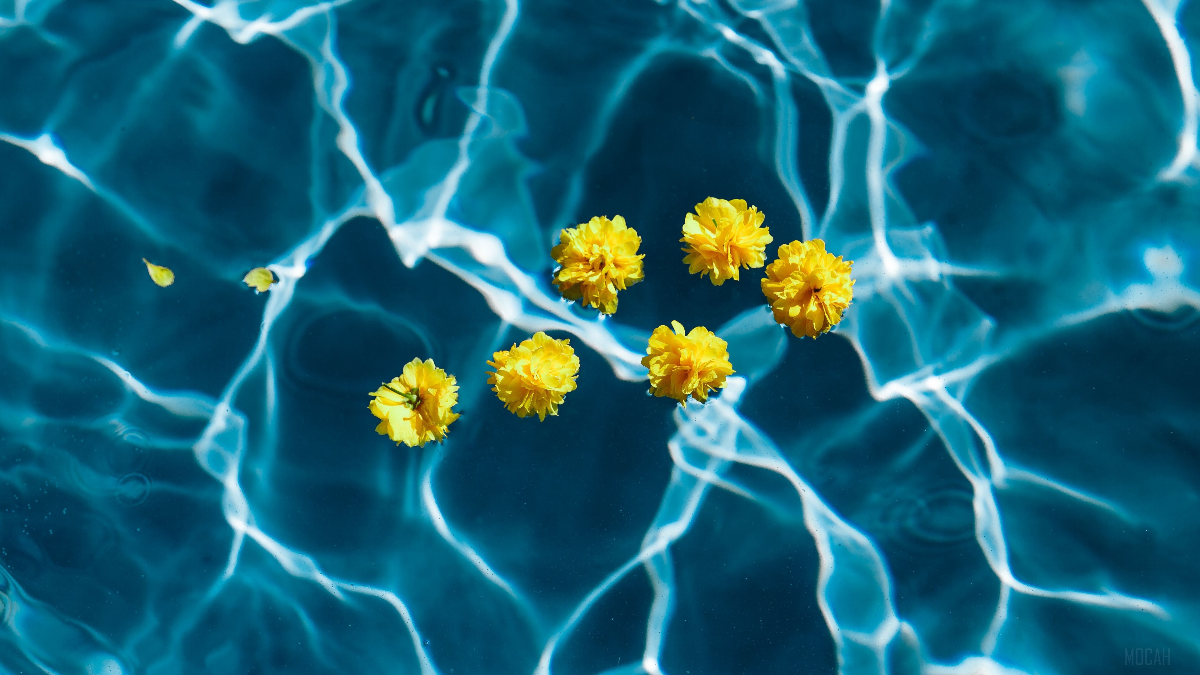 Yellow flowers floating in transparent pool water 4K HD Wallpaper