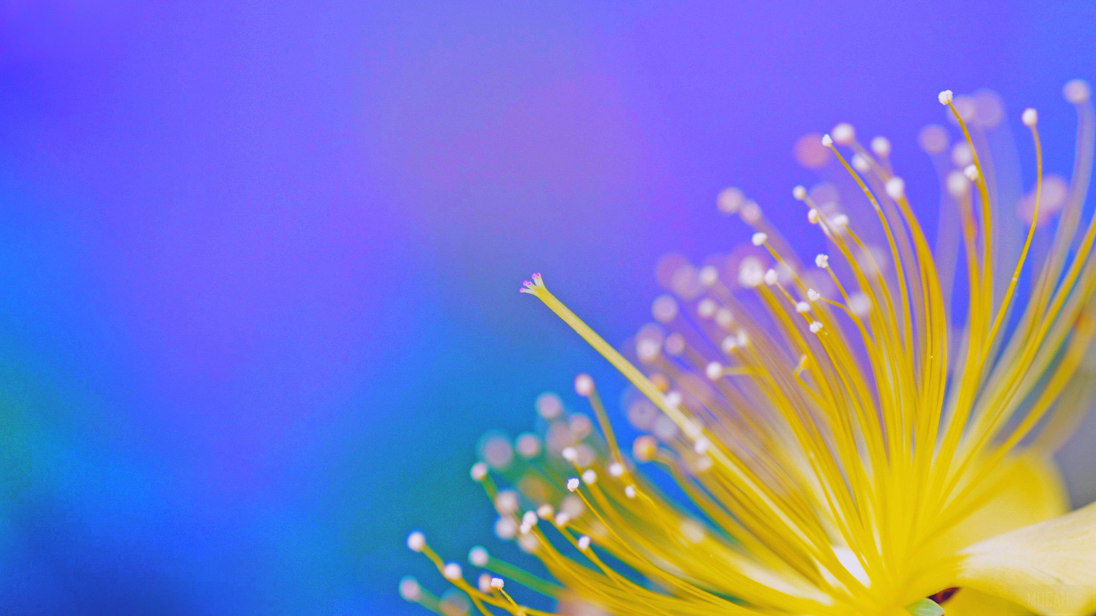 Close-up of yellow flower stamens with purple background HD Wallpaper