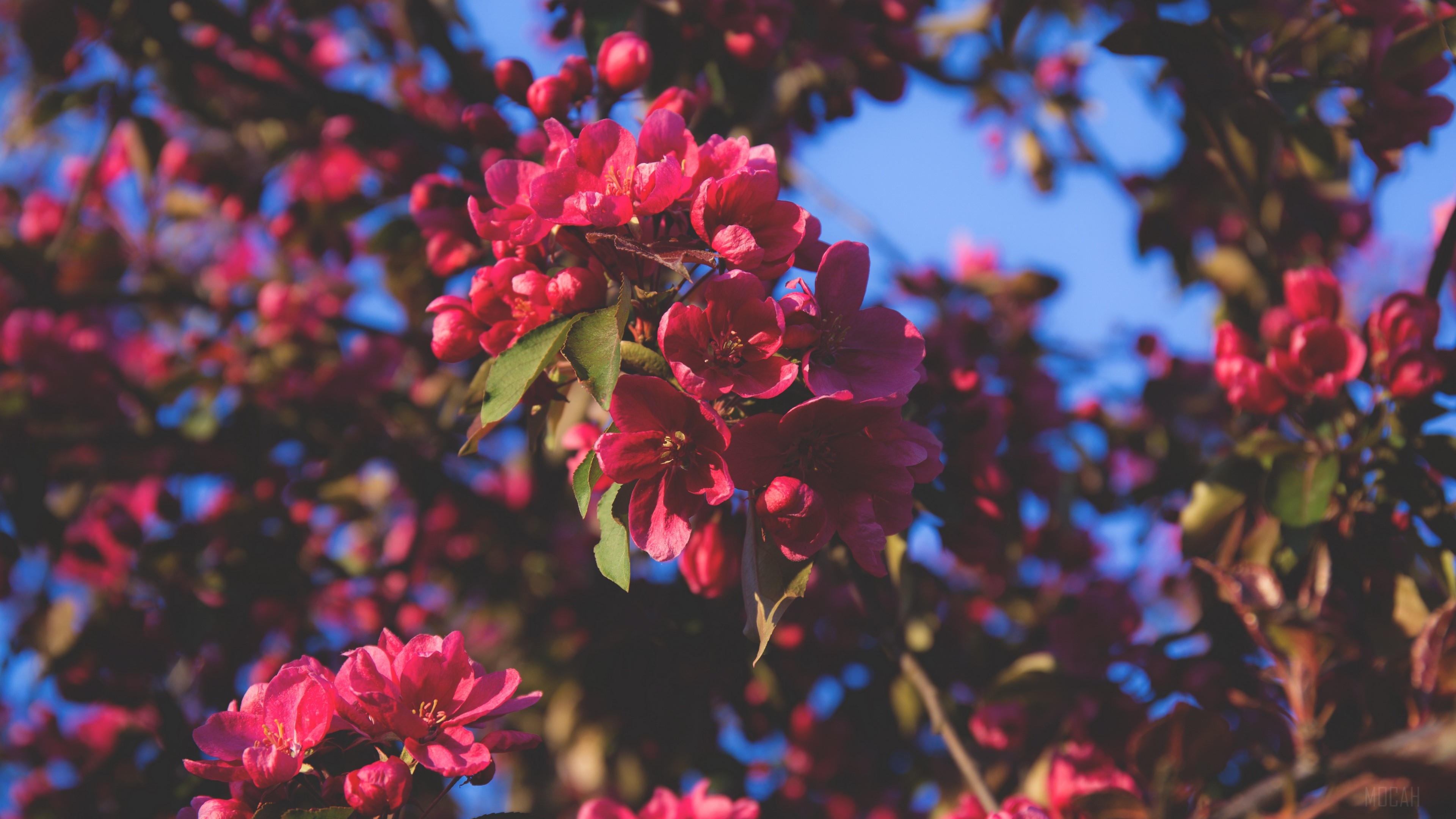 Pink crabapple blossoms on branches against blue sky 4K HD Wallpaper