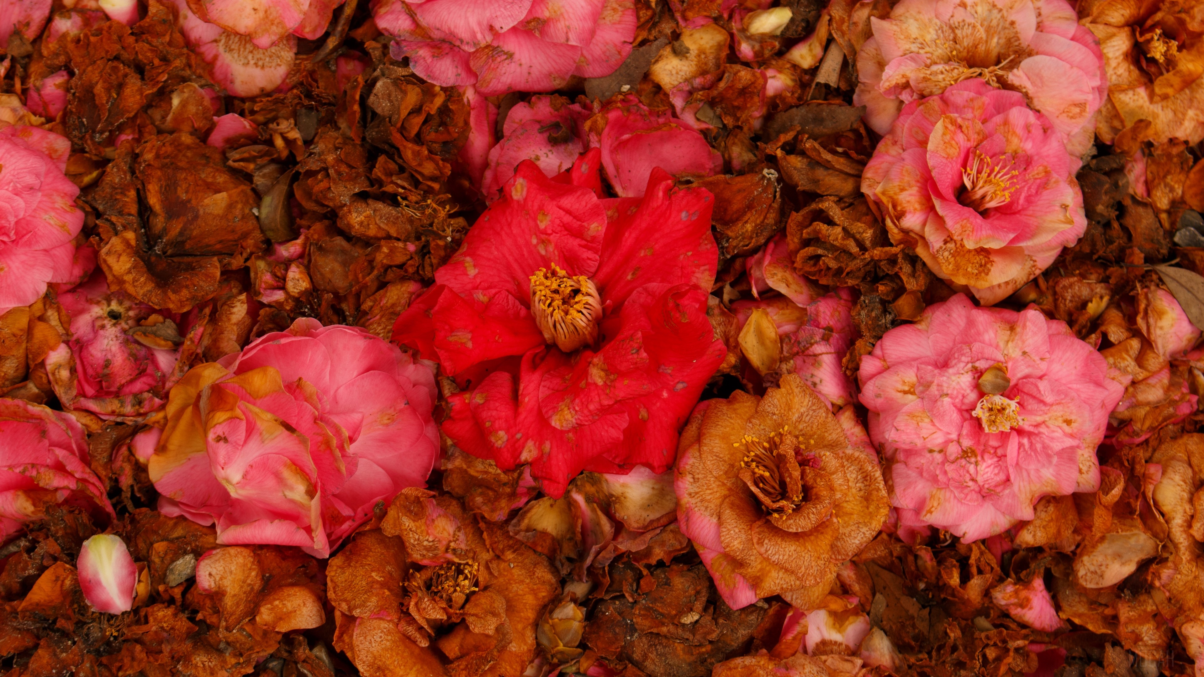 Pink and Red Camellia Flowers on Dry Leaves 4K HD Wallpaper
