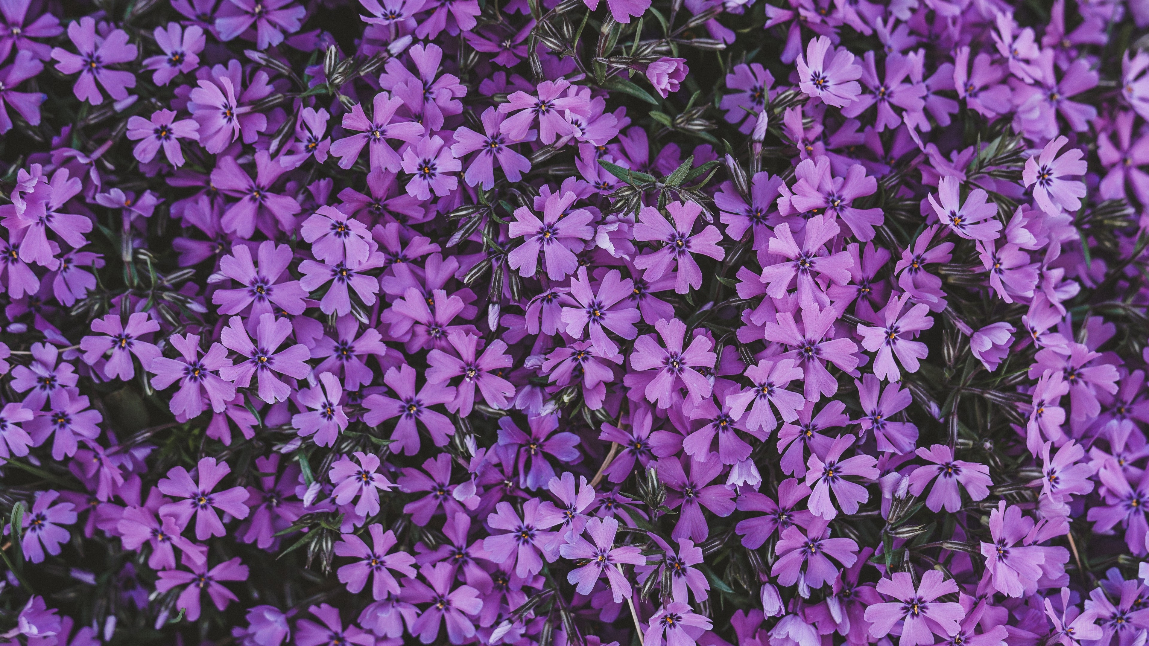 Purple Phlox Flowers in Bloom 4K HD Wallpaper