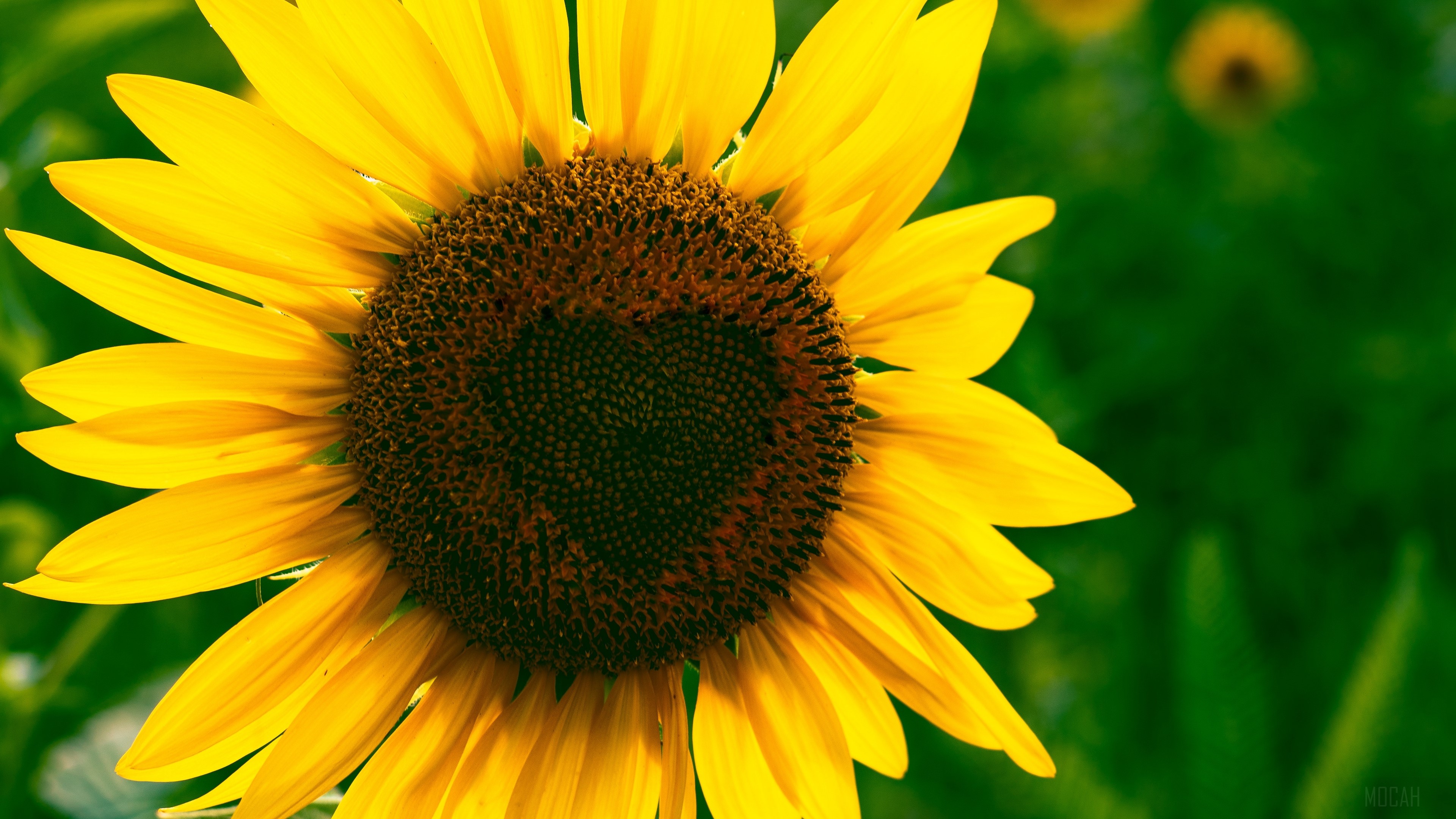 Sunflower 4K HD Wallpaper