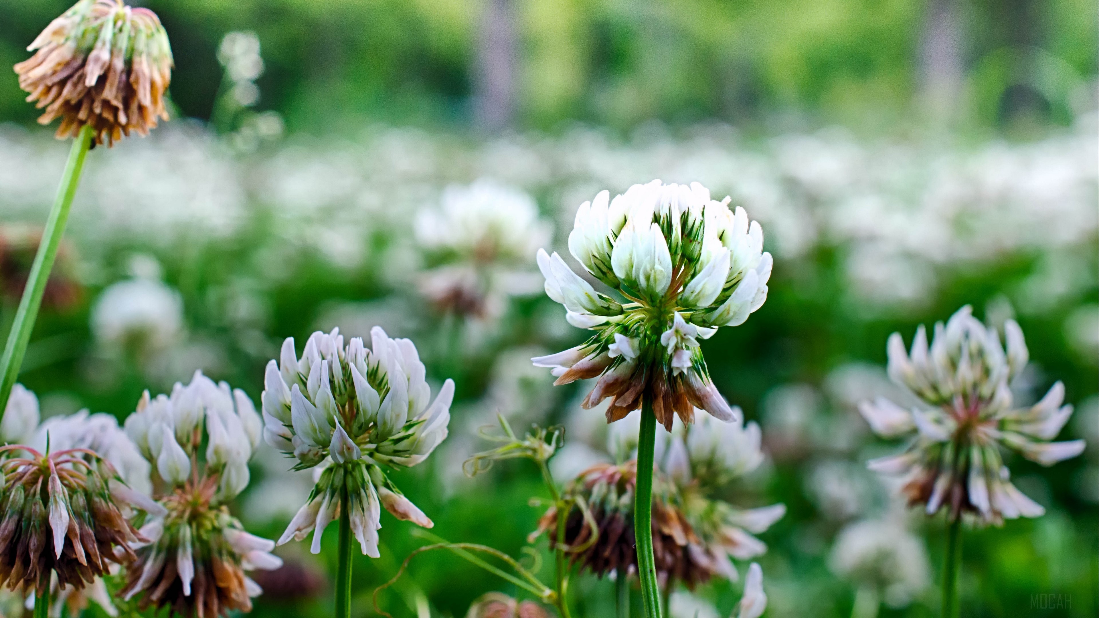 White clover flowers in a field 4K HD Wallpaper