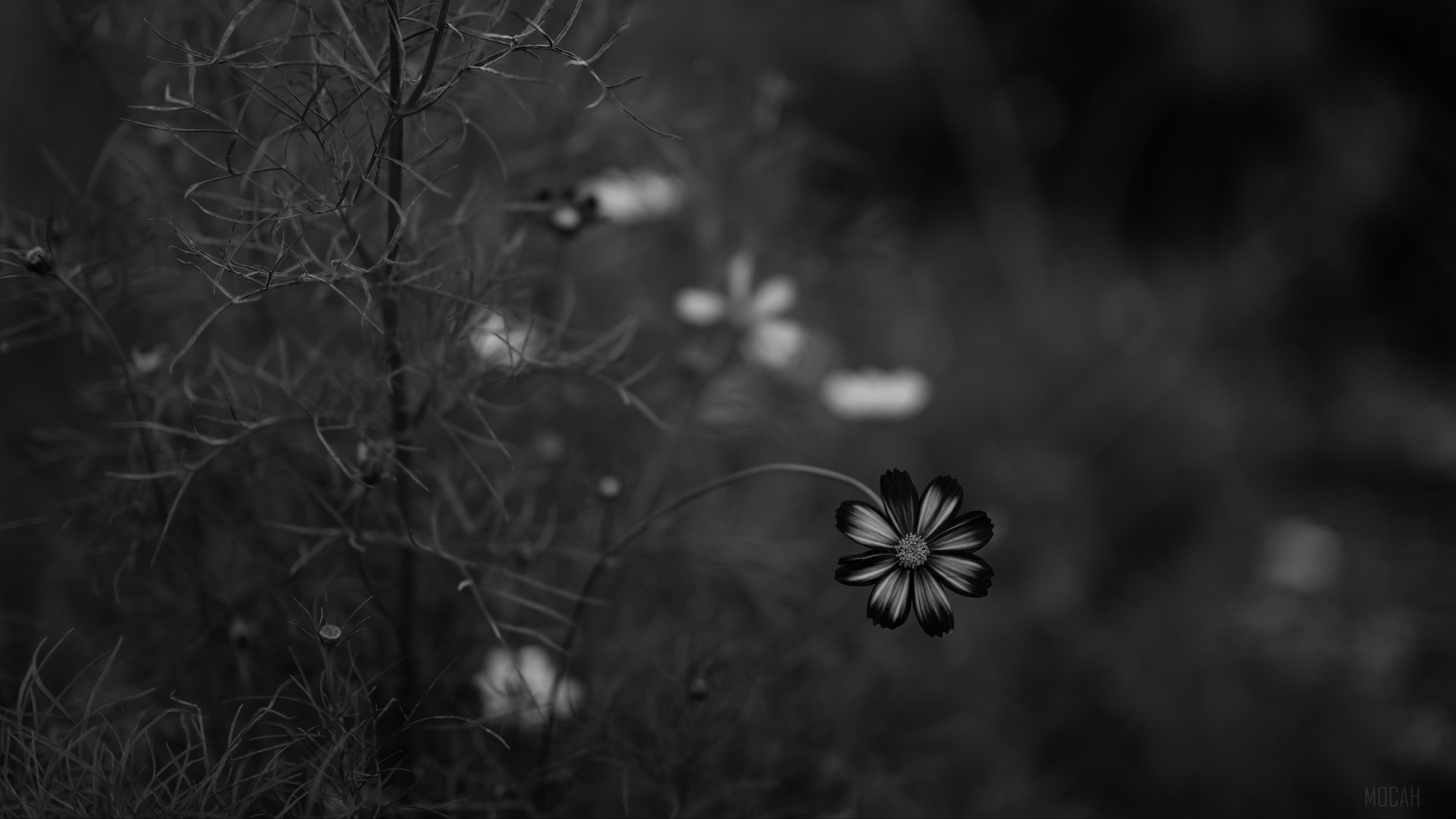 Black and white cosmos flower with blurred background HD Wallpaper