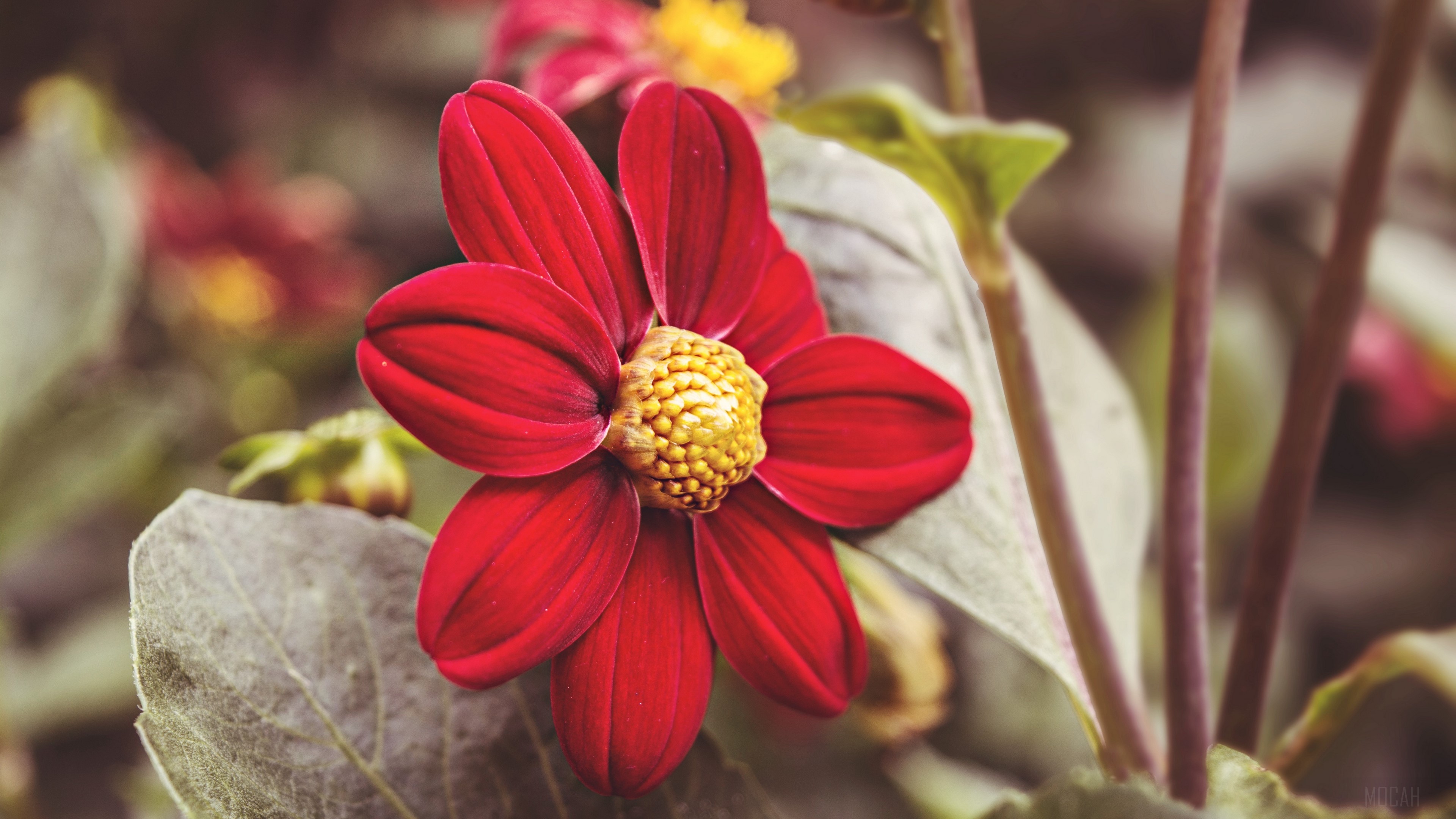 Red flower with yellow center, close-up 4K HD Wallpaper