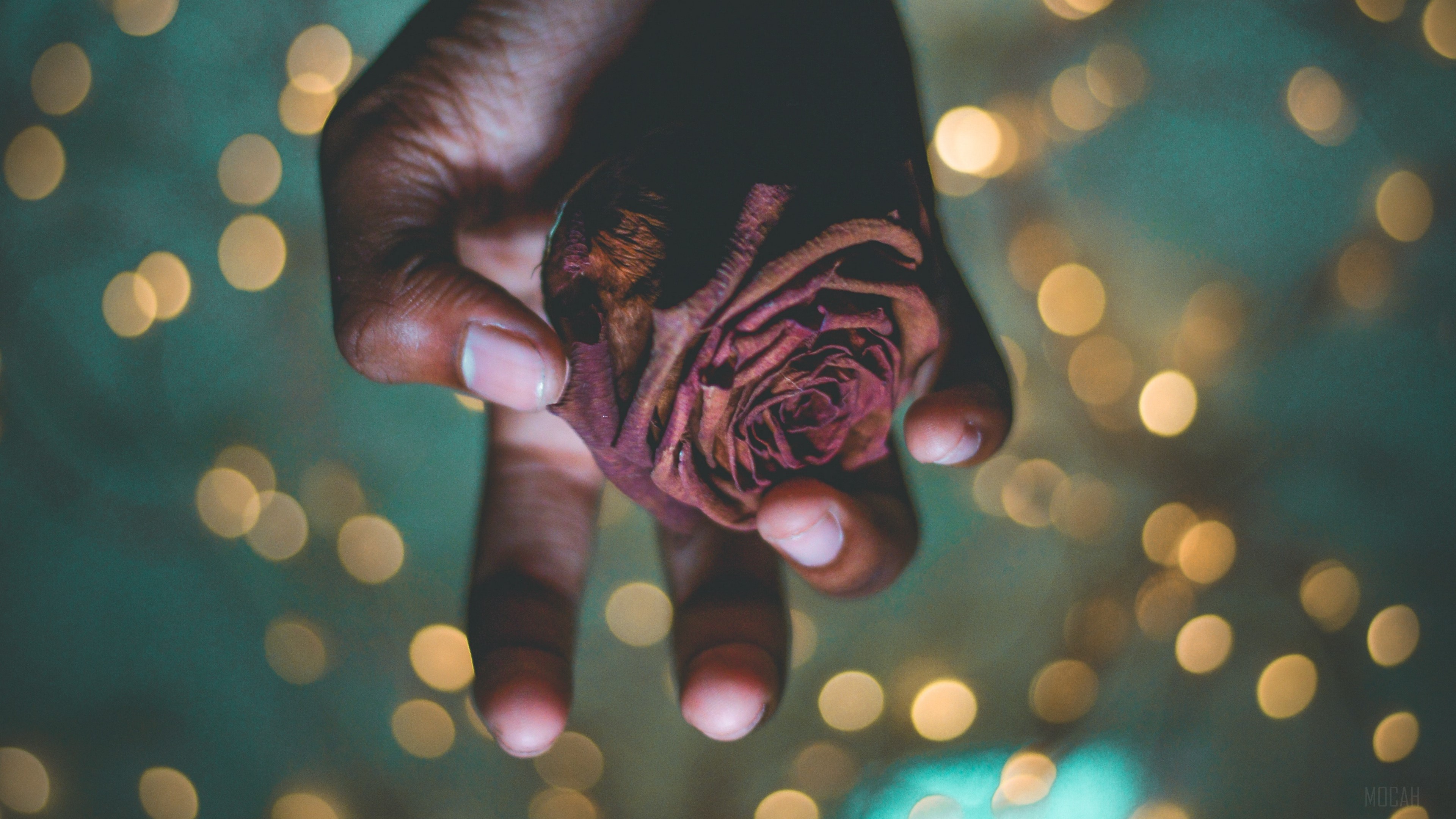 Hand holding a dried rose with bokeh lights HD Wallpaper