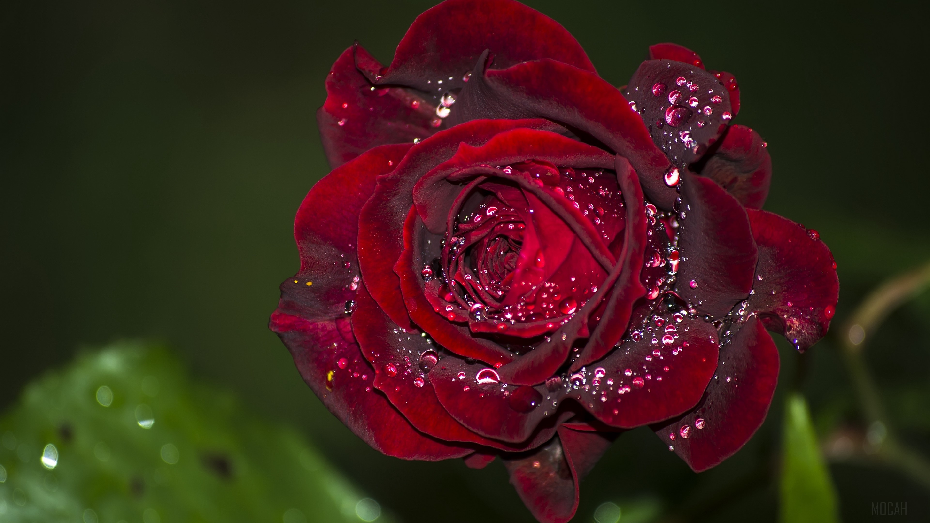 Red rose with water drops, macro 4K HD Wallpaper