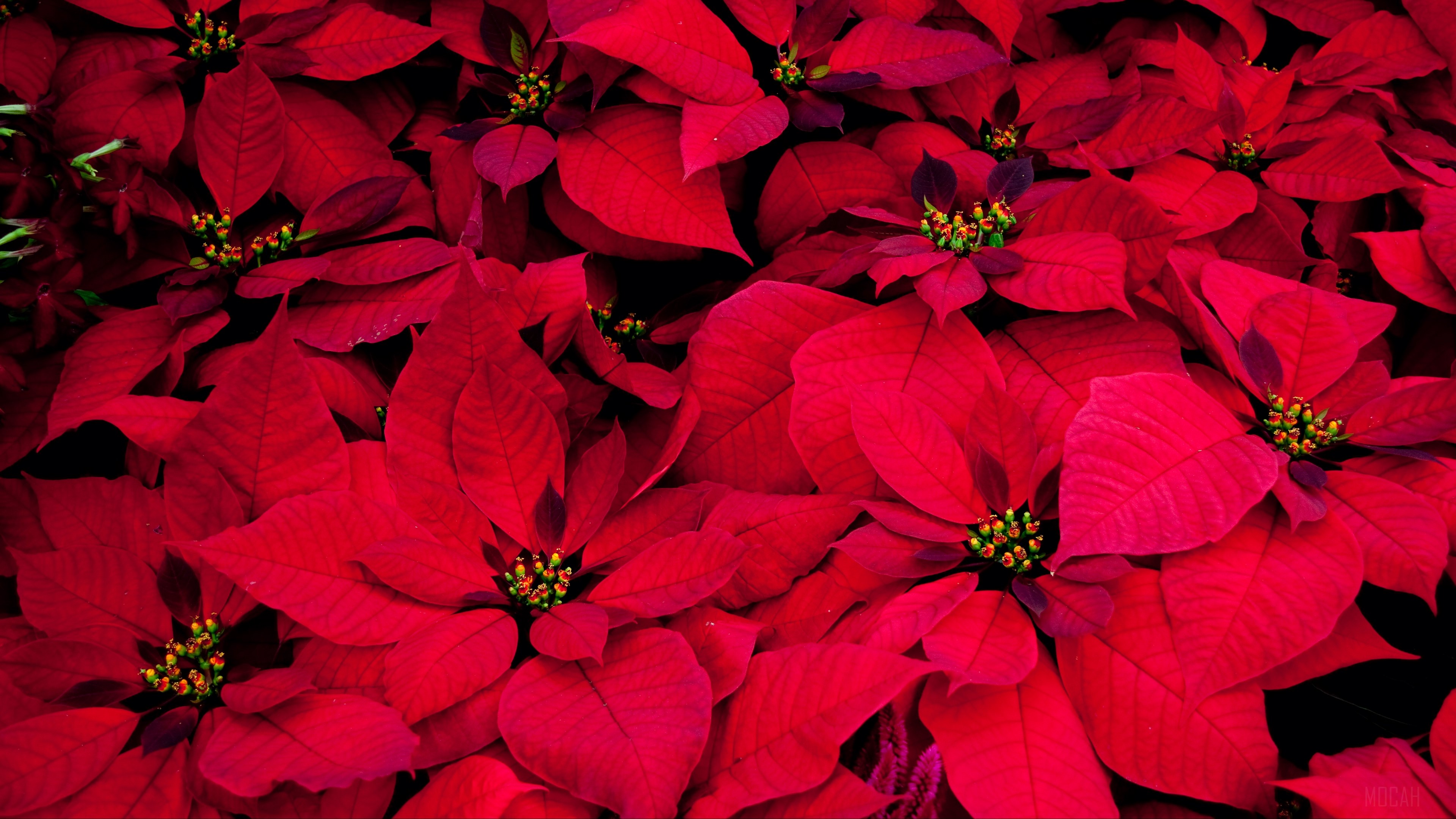Red Poinsettia Flowers in 4K HD Wallpaper