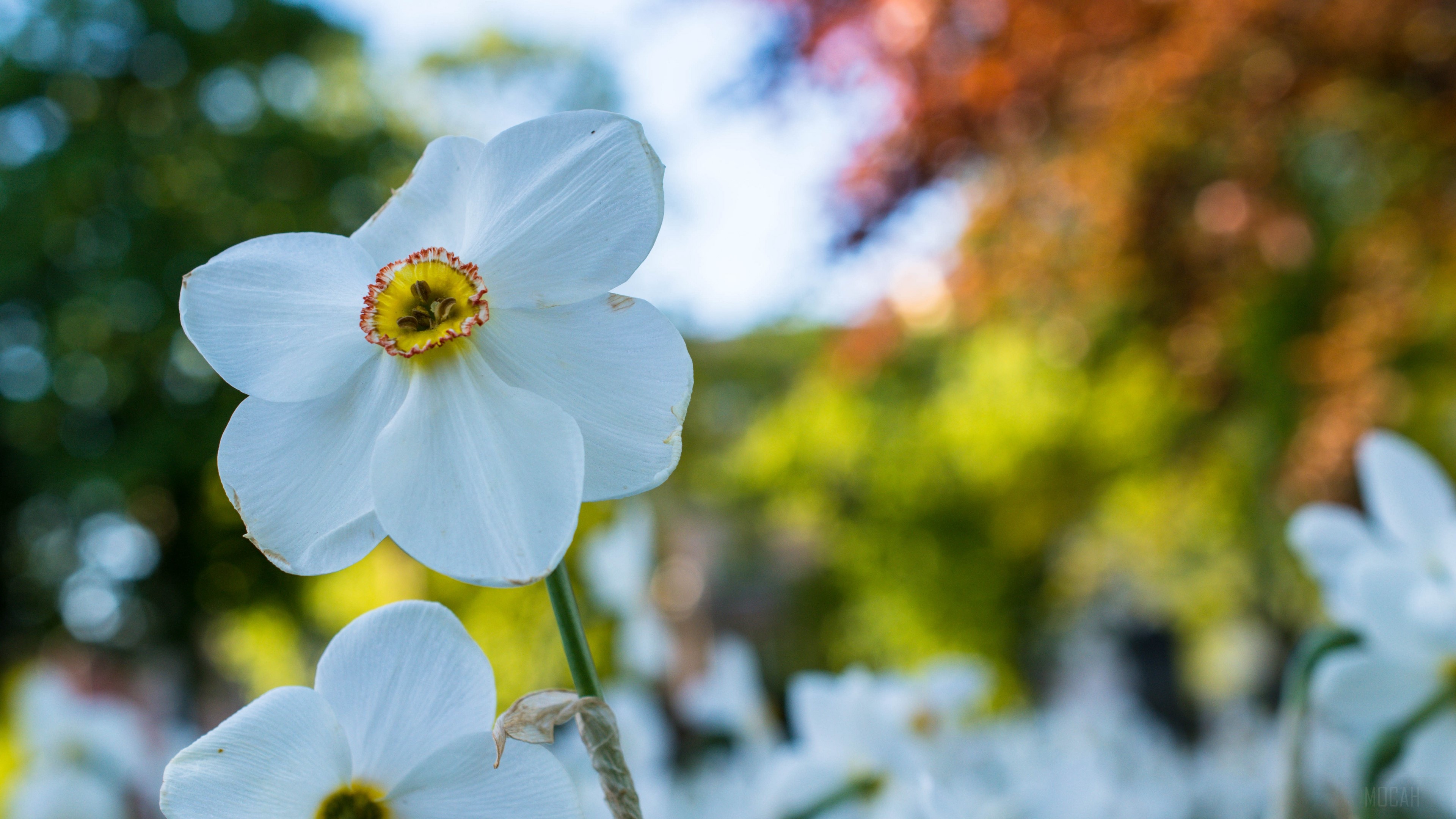 White Daffodil Flower with Yellow Center 4K HD Wallpaper