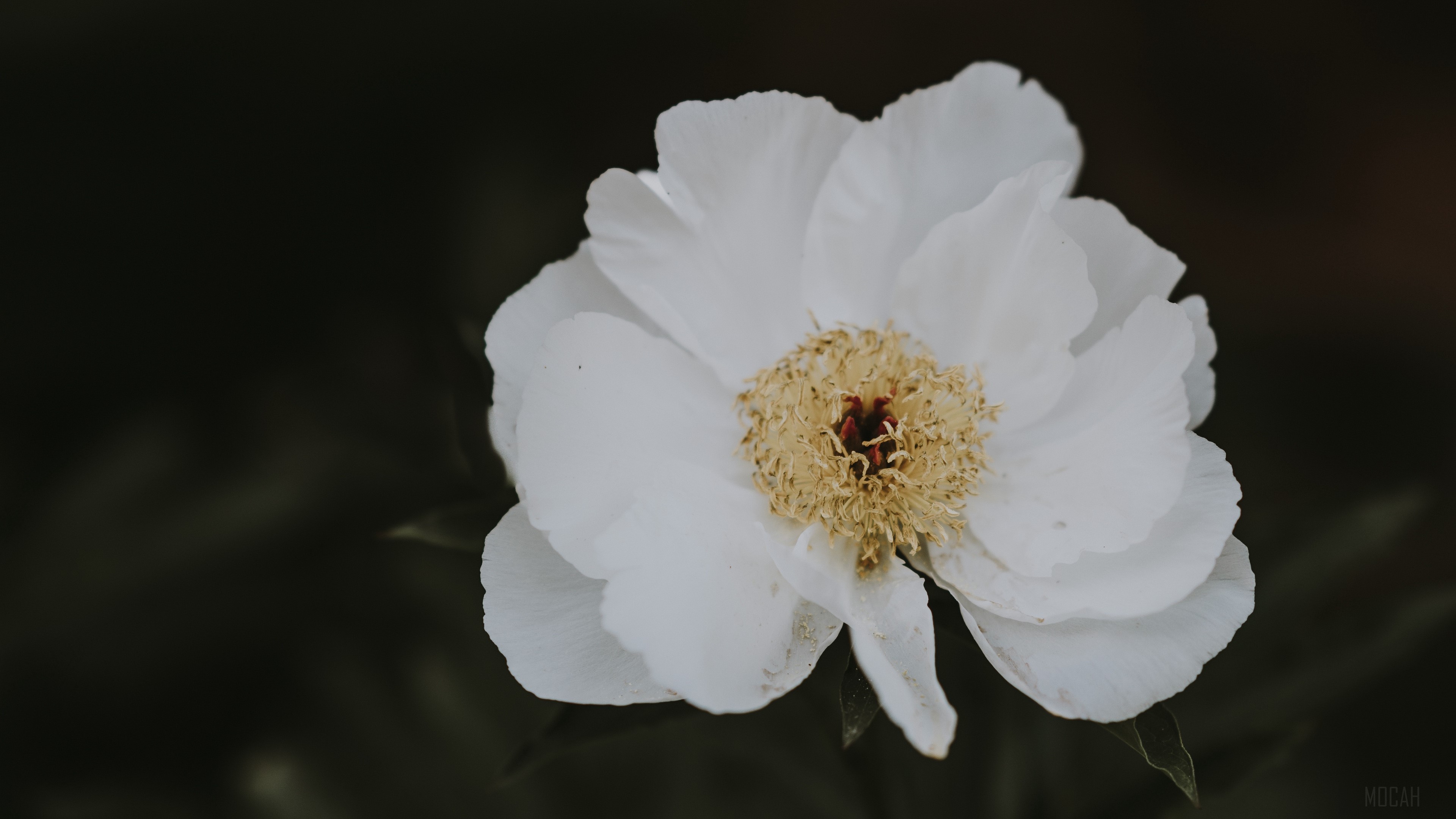 White Peony Flower Close-up 4K HD Wallpaper