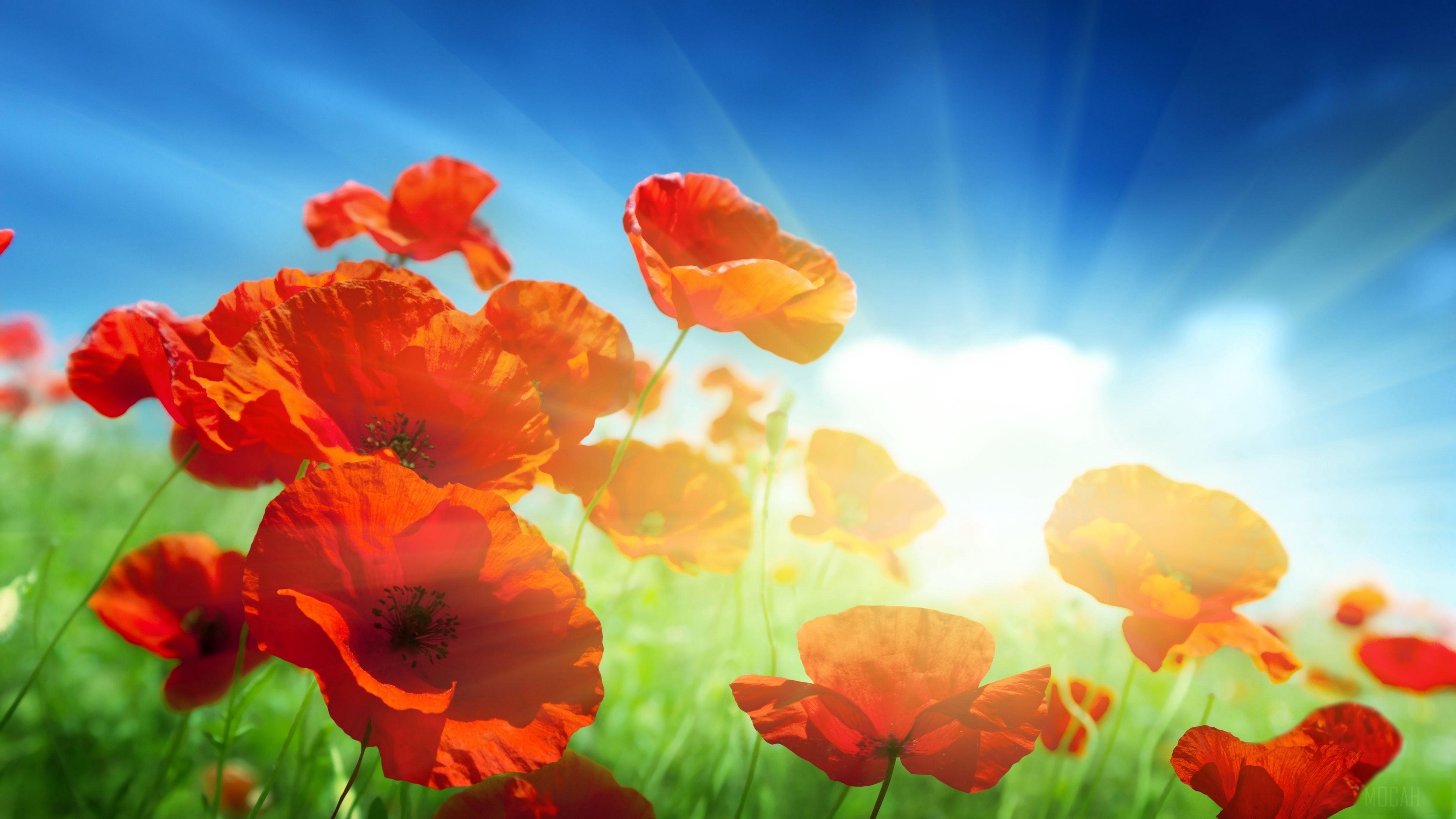 Field of red poppies under a sunny sky HD Wallpaper
