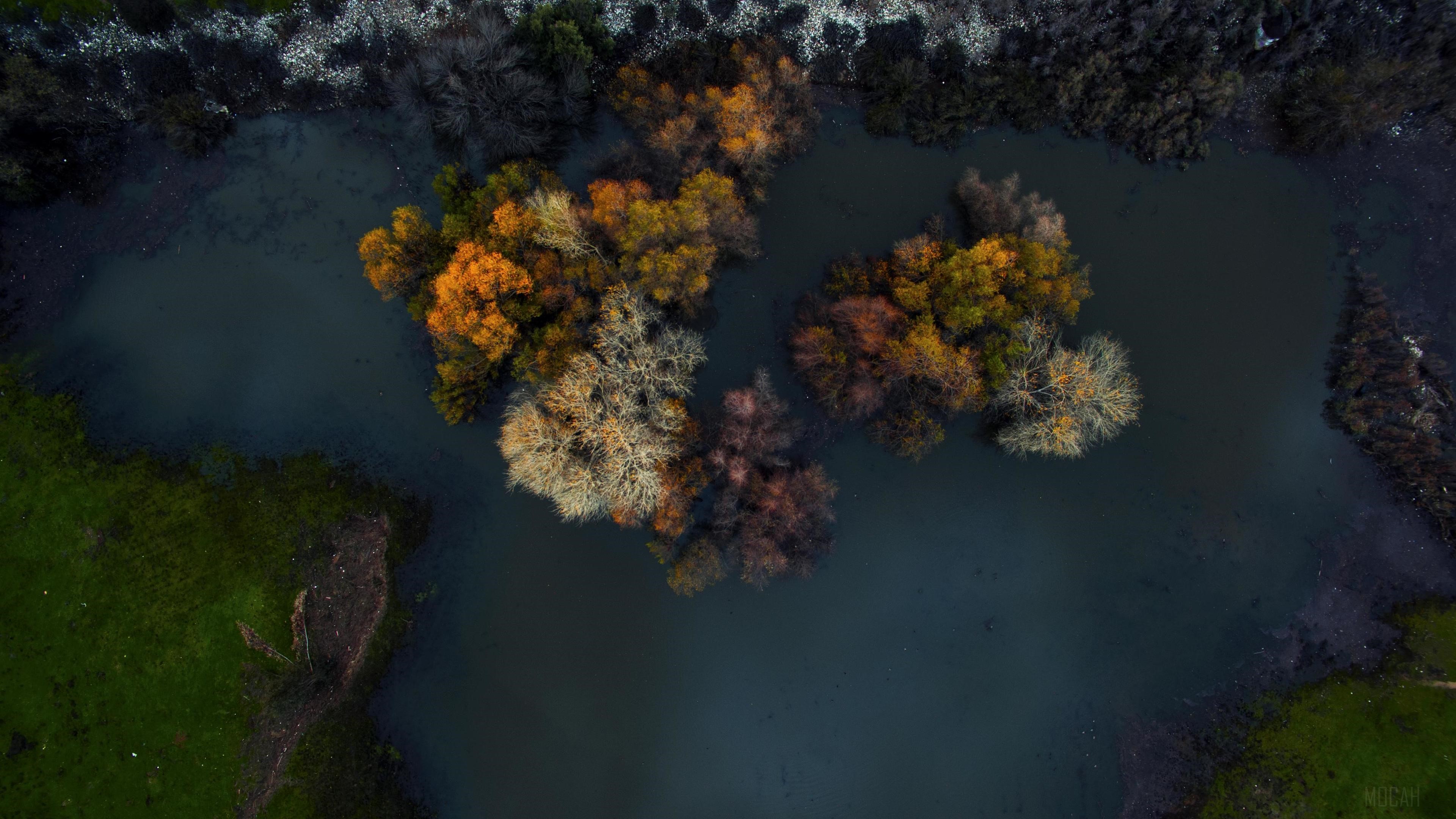 Top view of trees in water during winter morning 4K HD Wallpaper