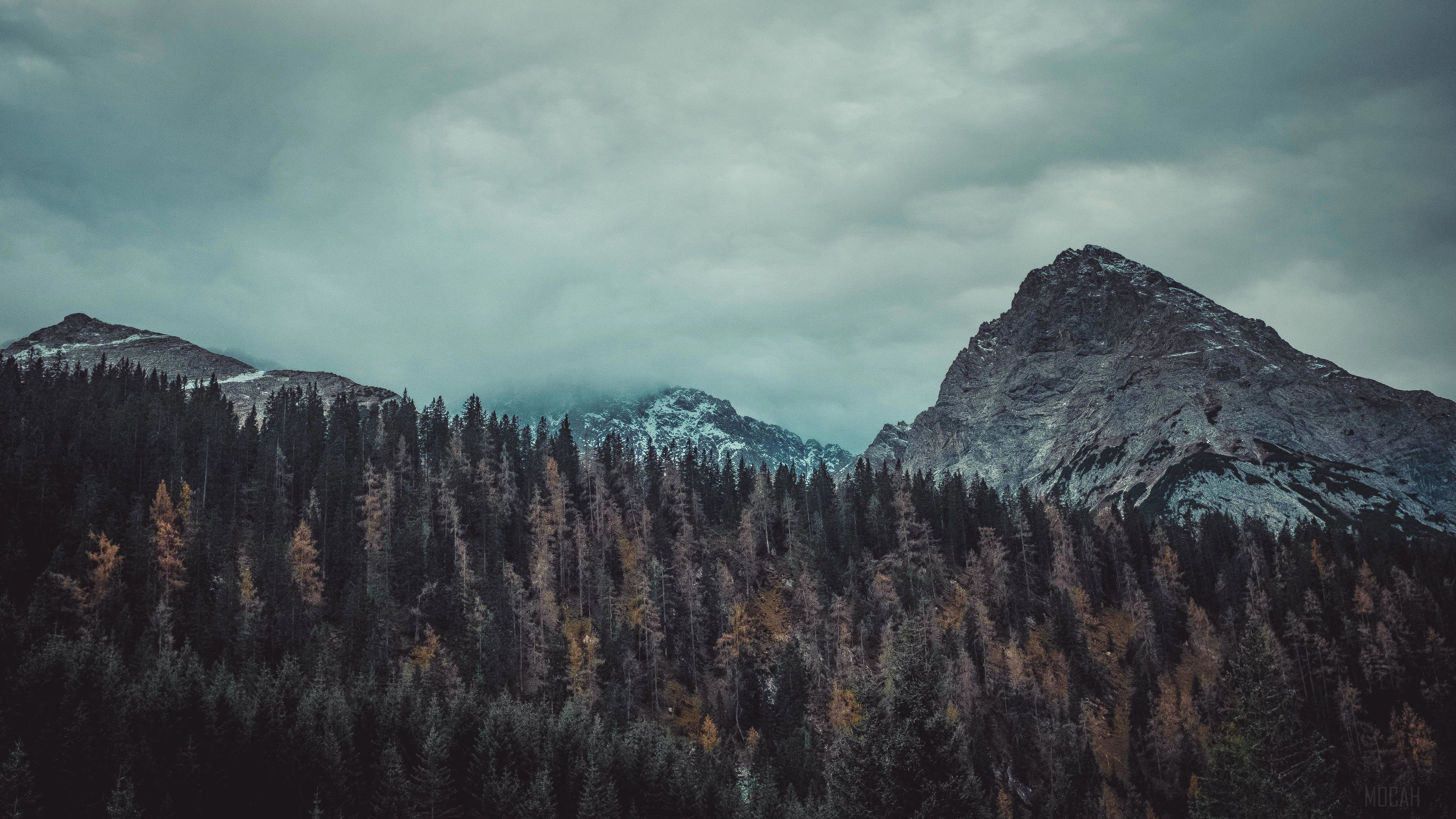 Trees And Mountains HD Wallpaper