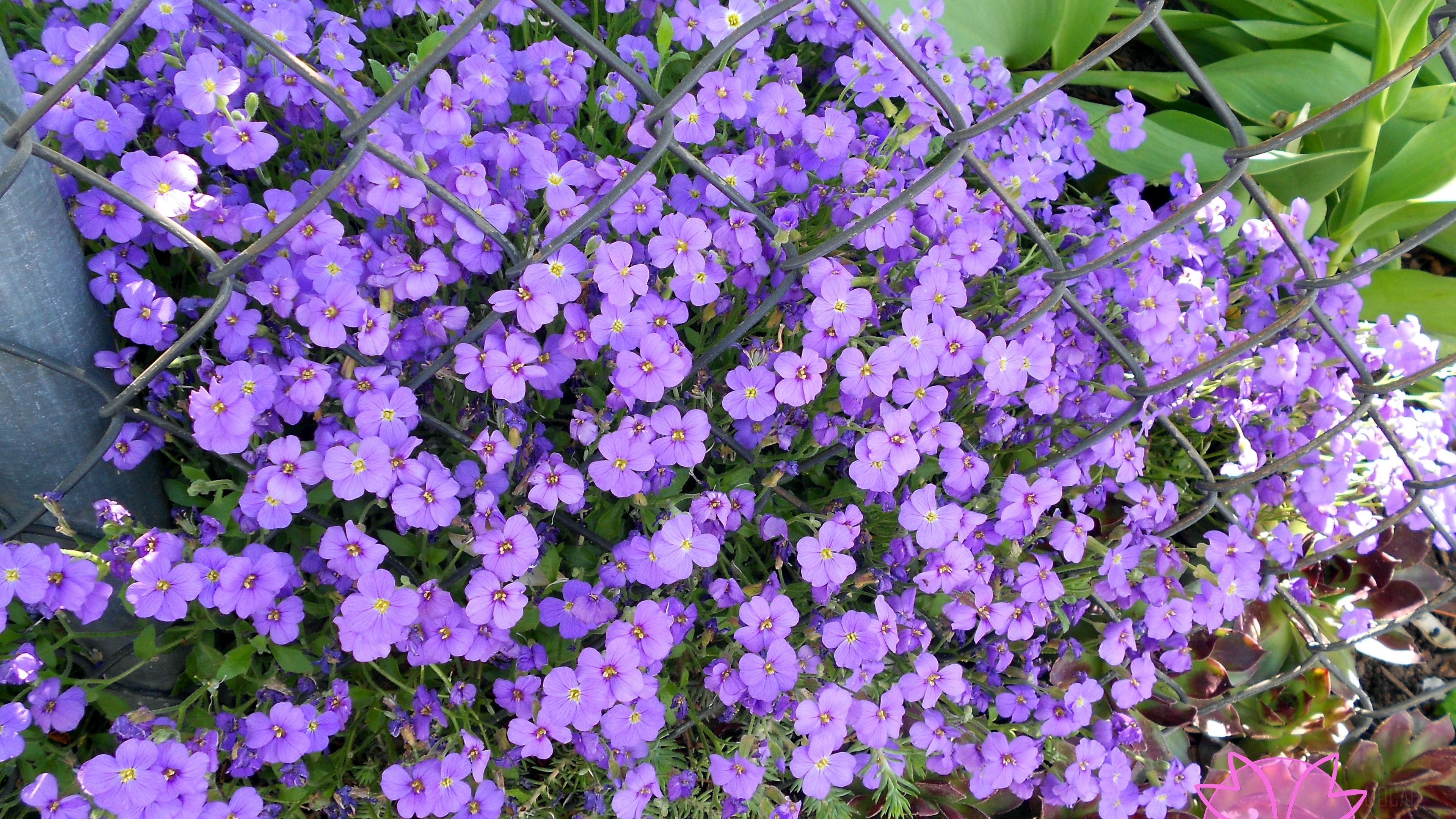 Purple flowers behind a wire mesh HD Wallpaper