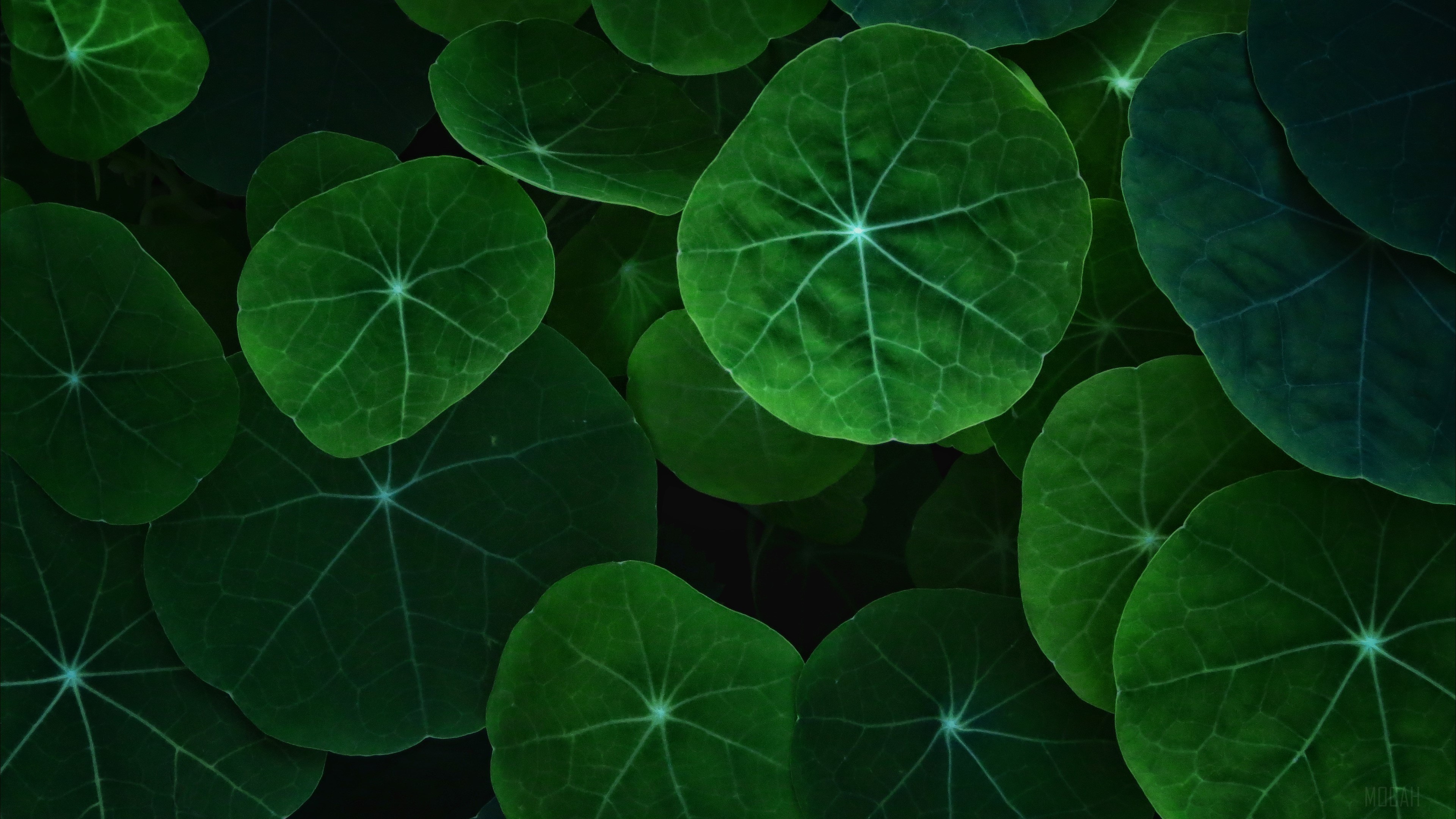 Nasturtium Leaves 4K HD Wallpaper