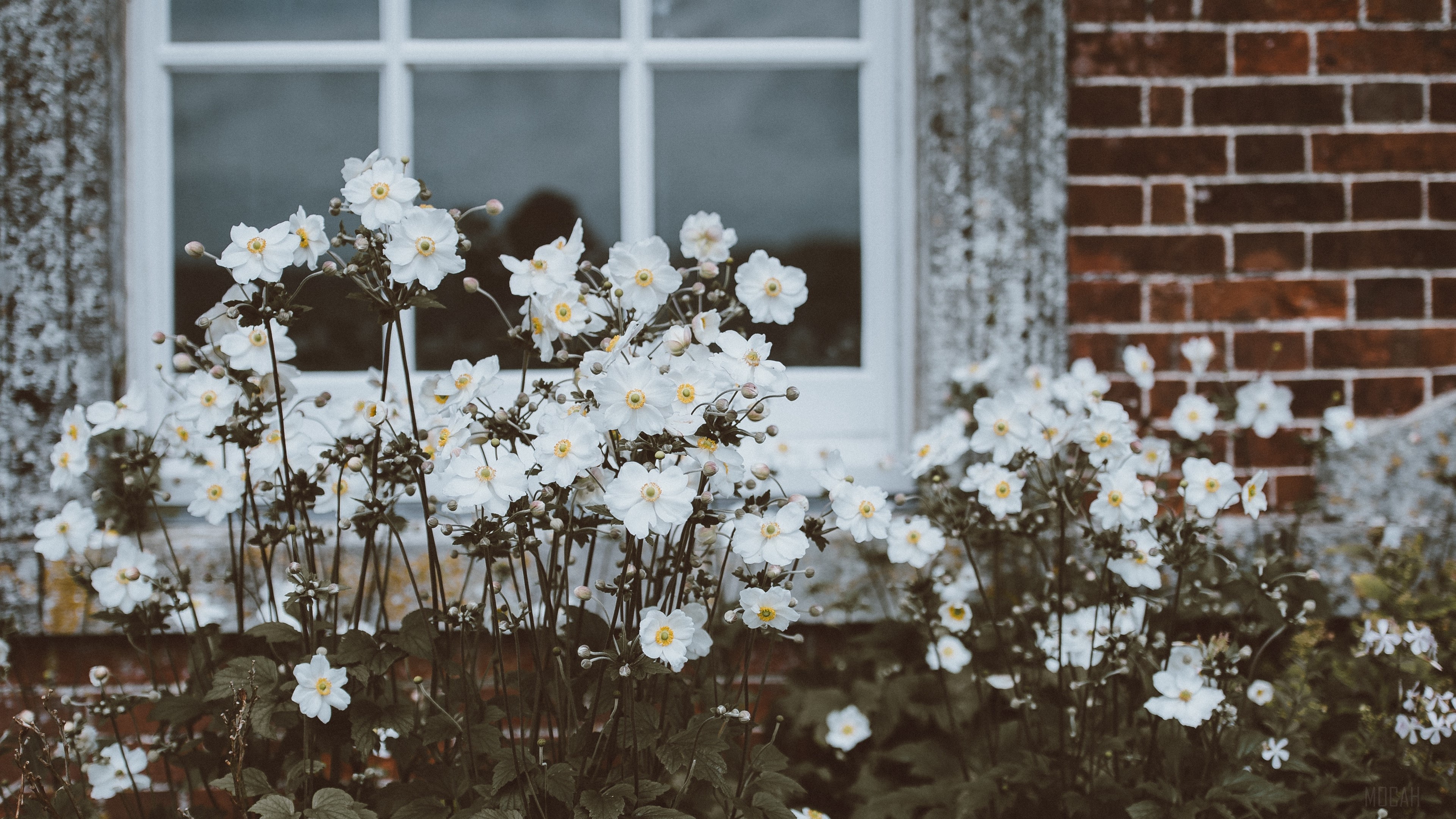 White flowers in front of a window and brick wall HD Wallpaper