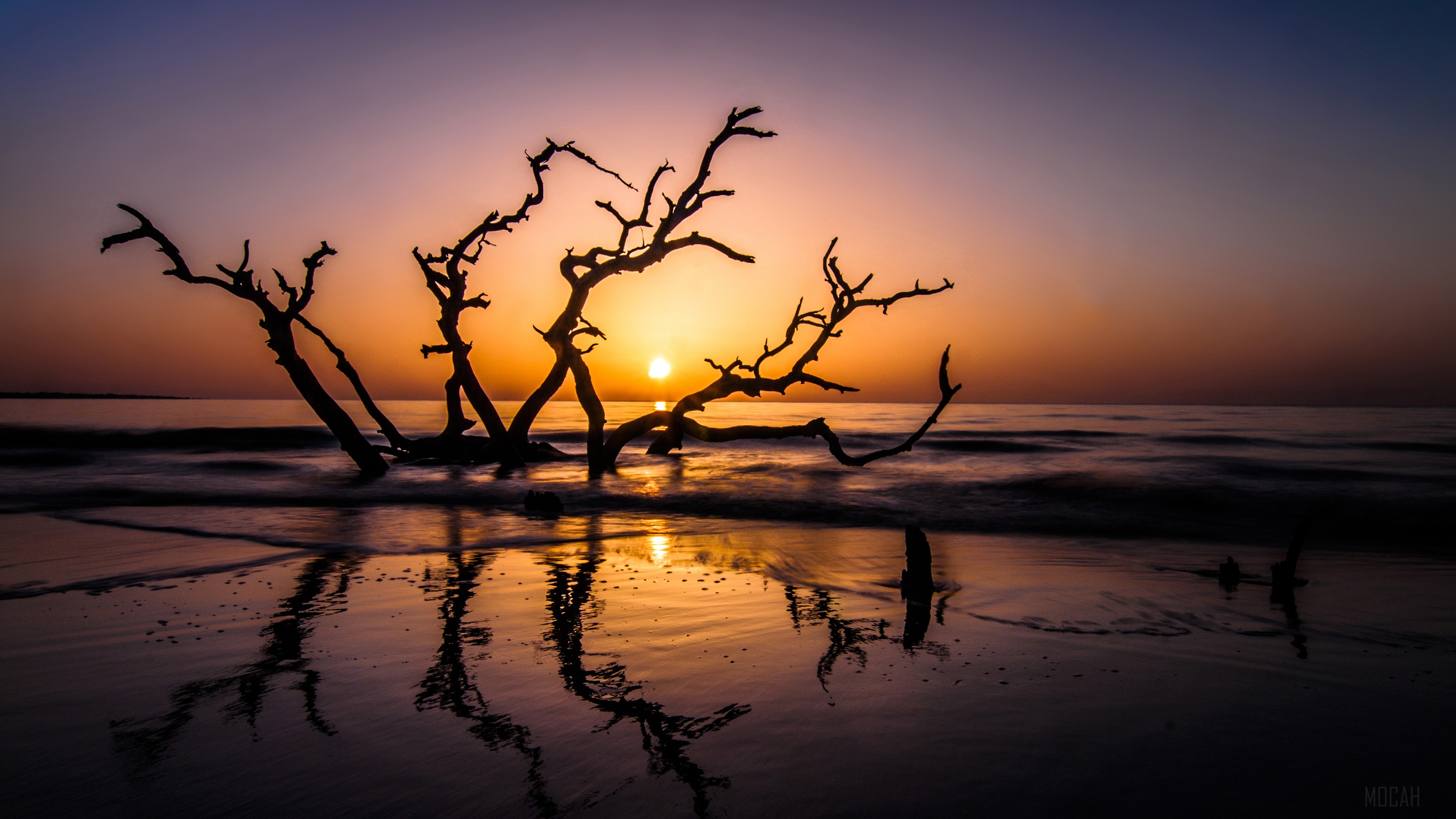 Driftwood Beach HD Wallpaper