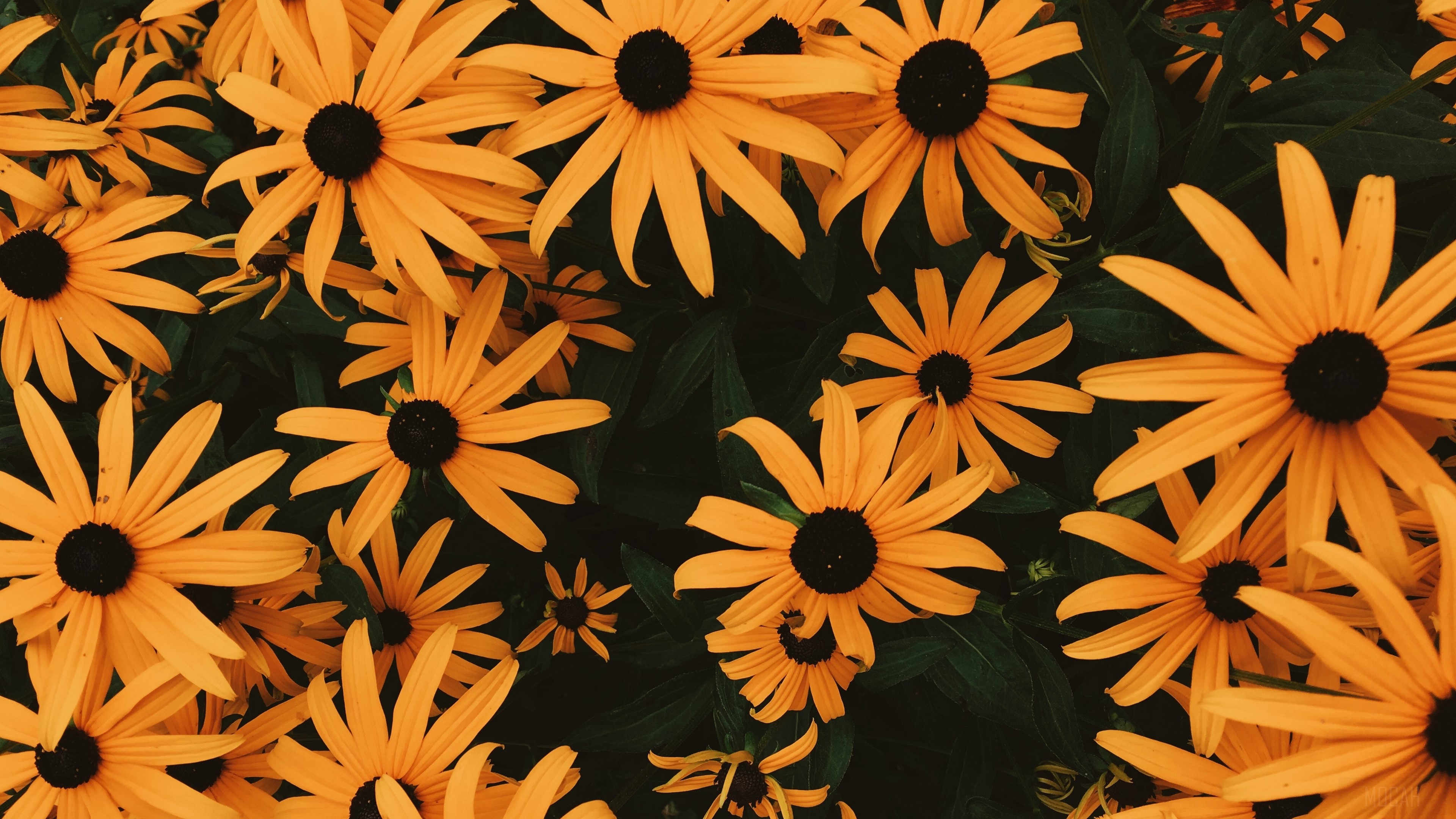 Many Orange Coneflowers in a Flowerbed 4K HD Wallpaper