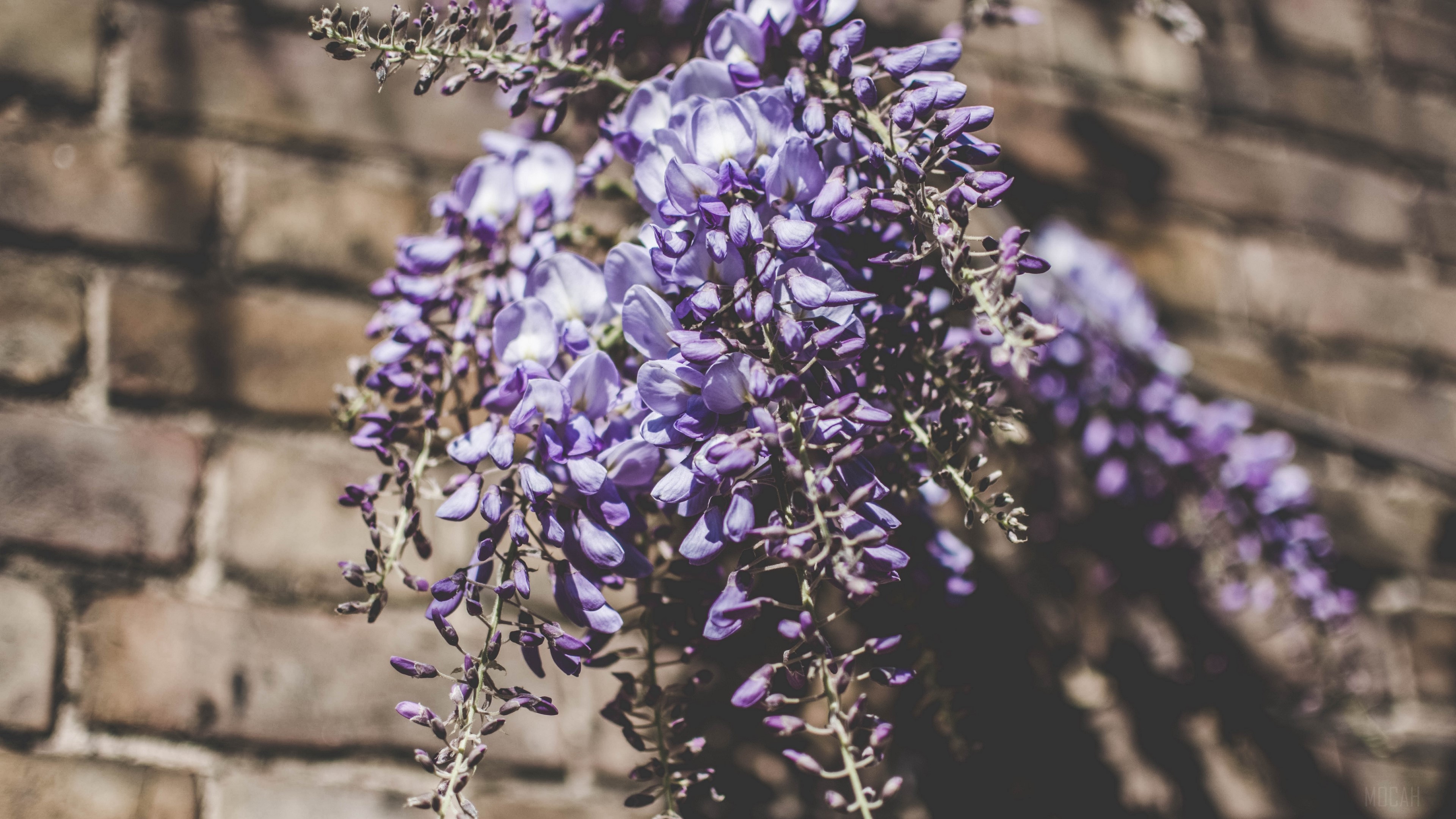 Purple Wisteria Flowers on Brick Wall 4K HD Wallpaper