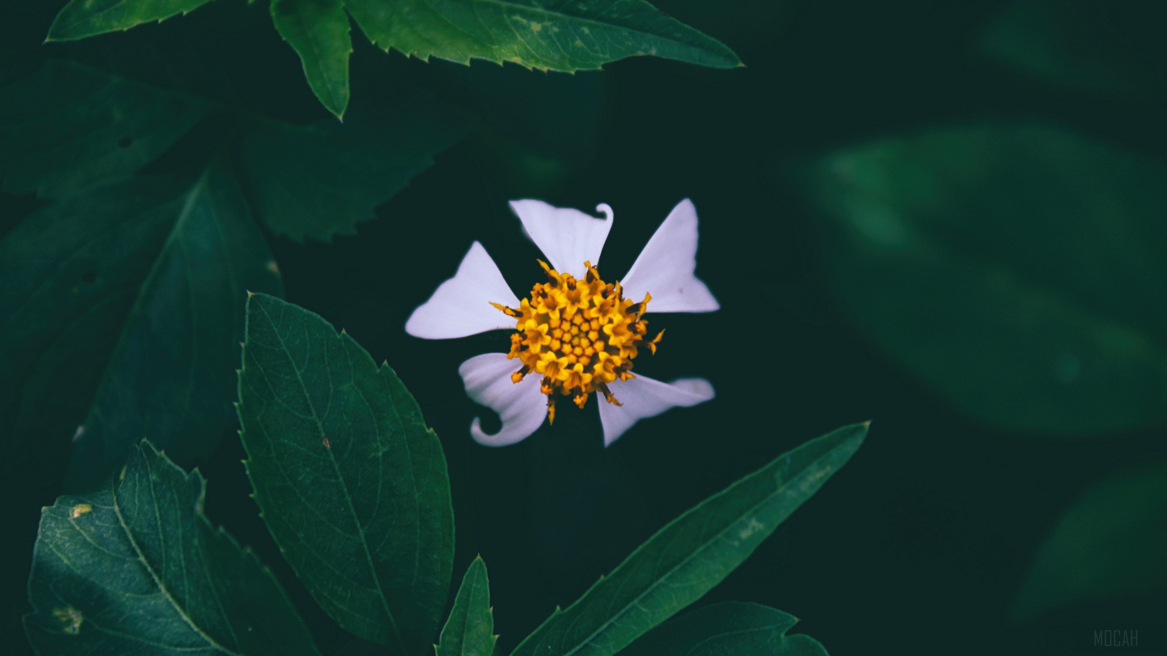 Close-up of a white flower with yellow center HD Wallpaper