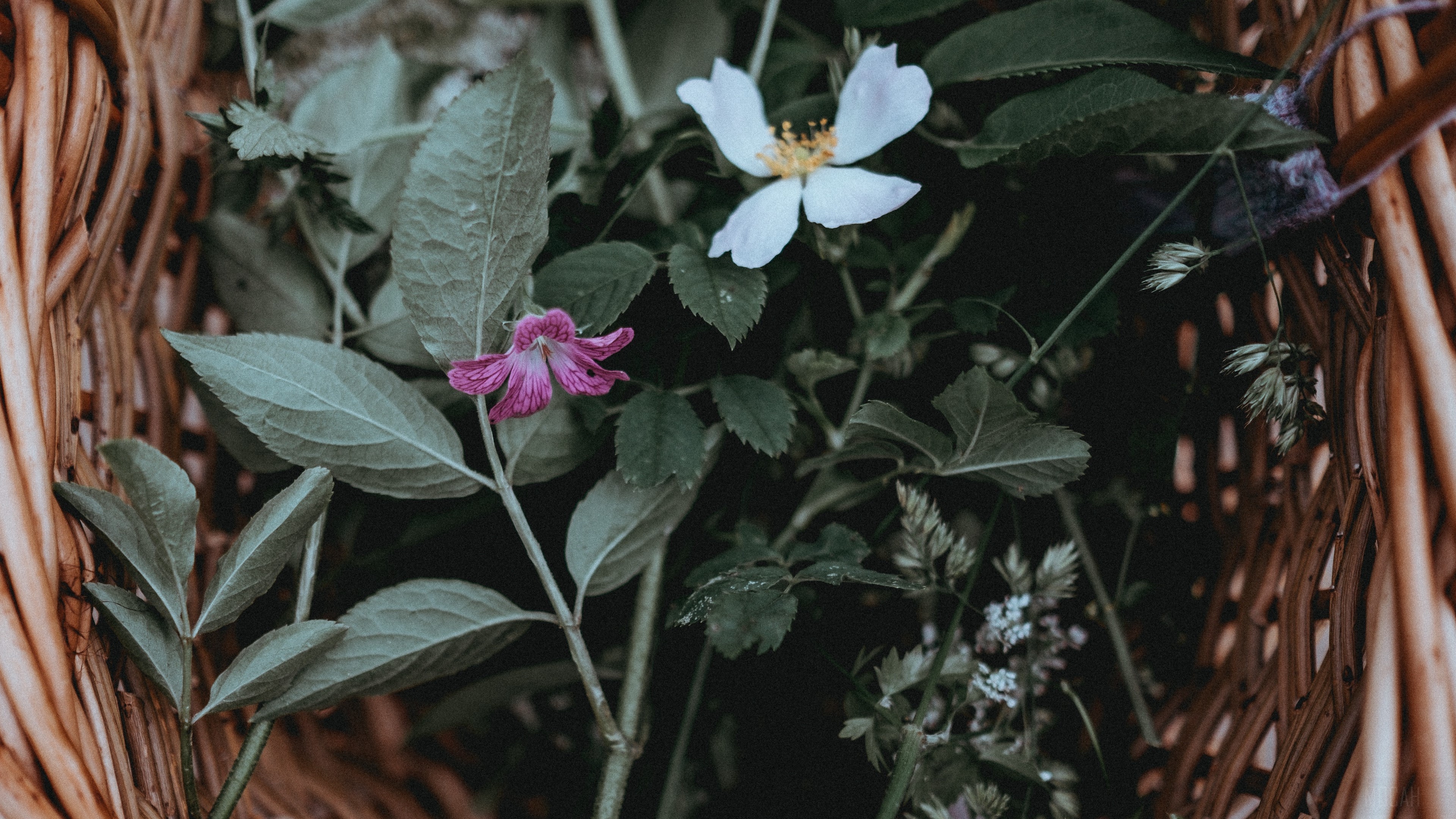 Flowers and leaves in a basket 4K HD Wallpaper