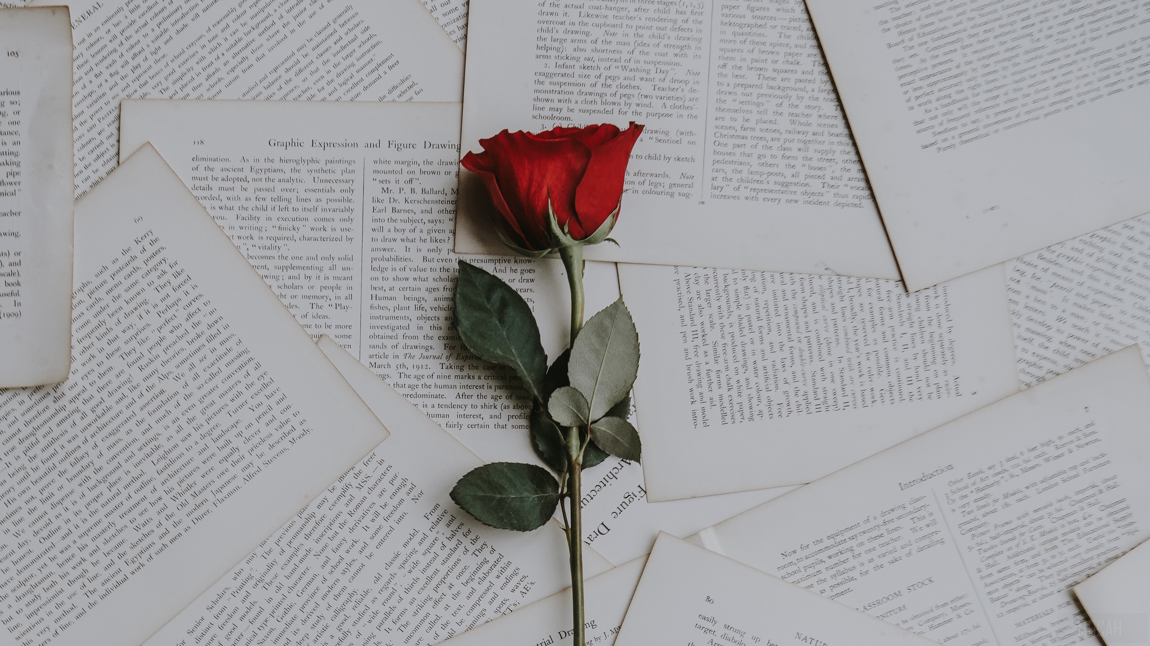 Red rose on old books 4K HD Wallpaper