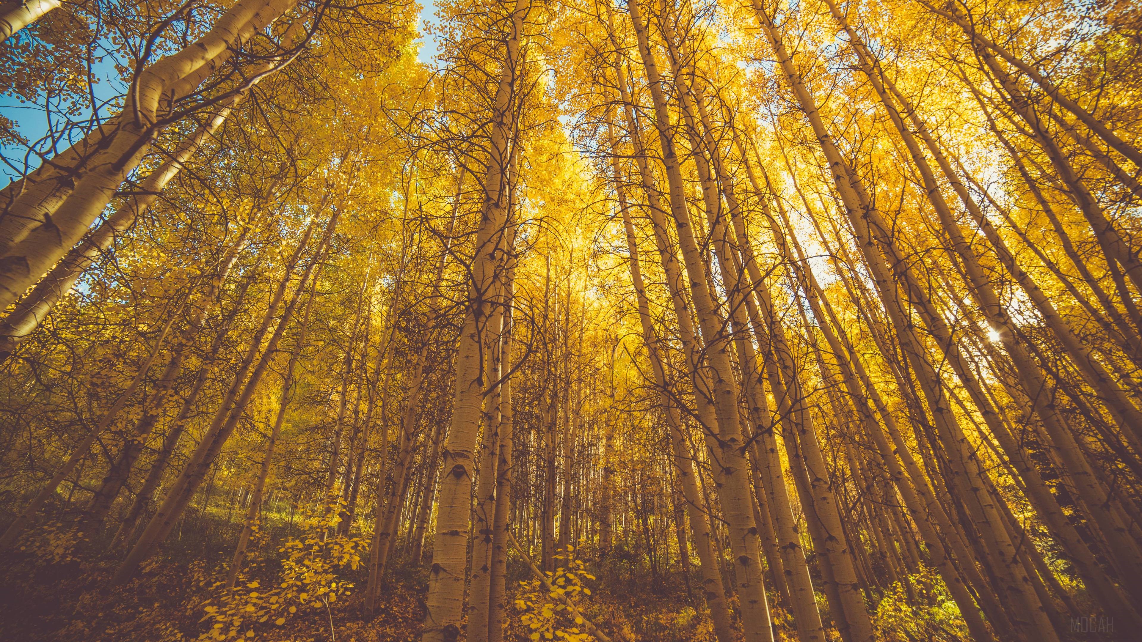 Golden Fall Season Forest HD Wallpaper