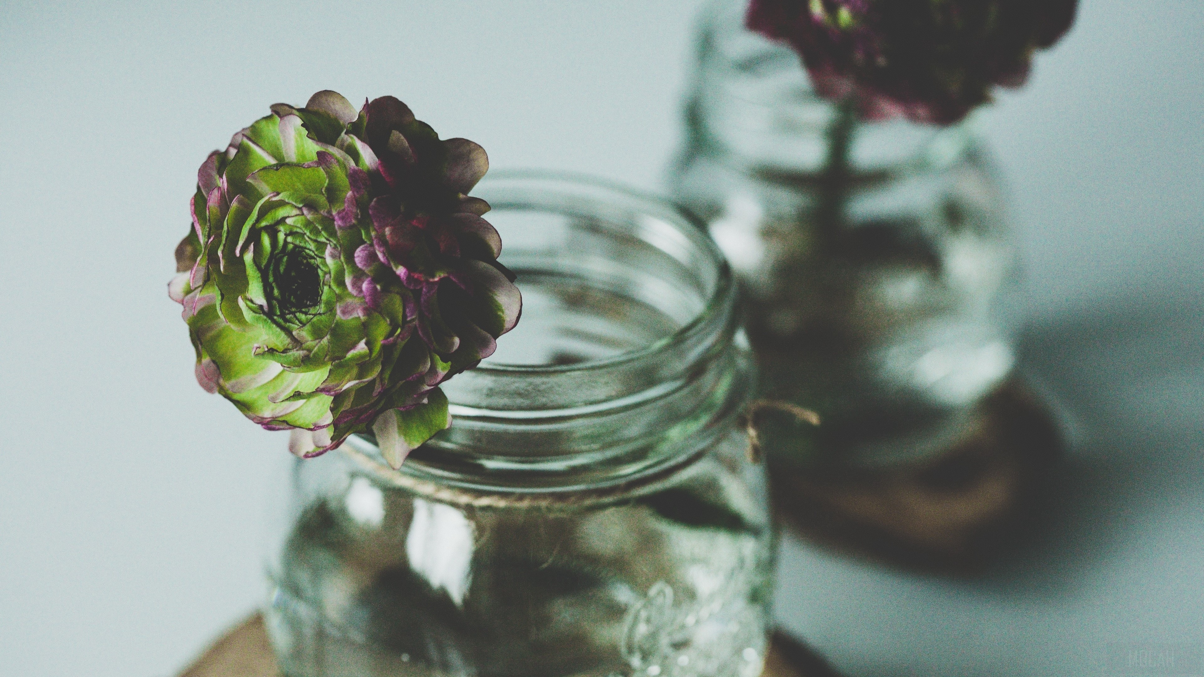 Flower in a jar 4K HD Wallpaper