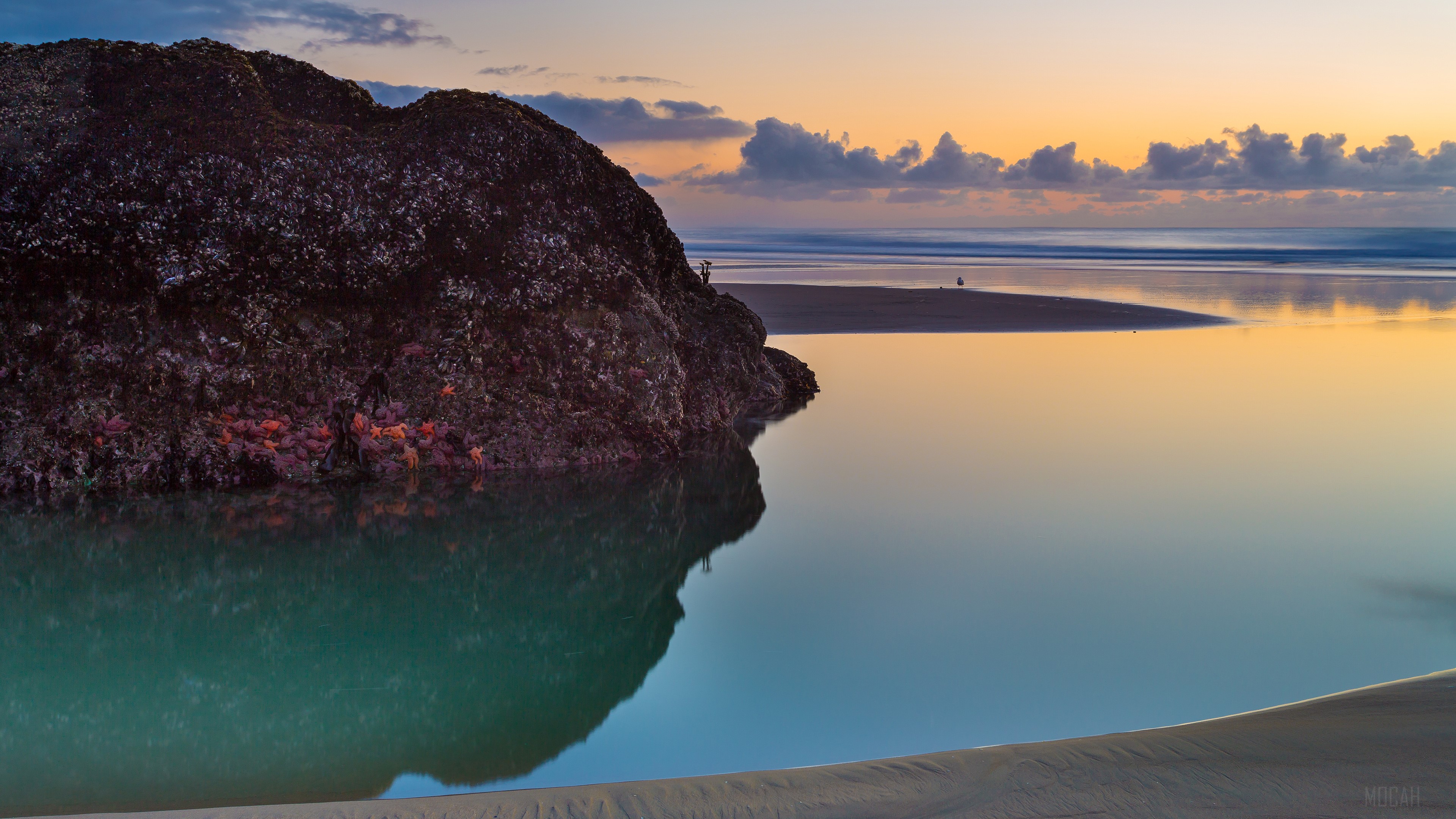 Starfish on Rock at Bandon Beach 4K HD Wallpaper