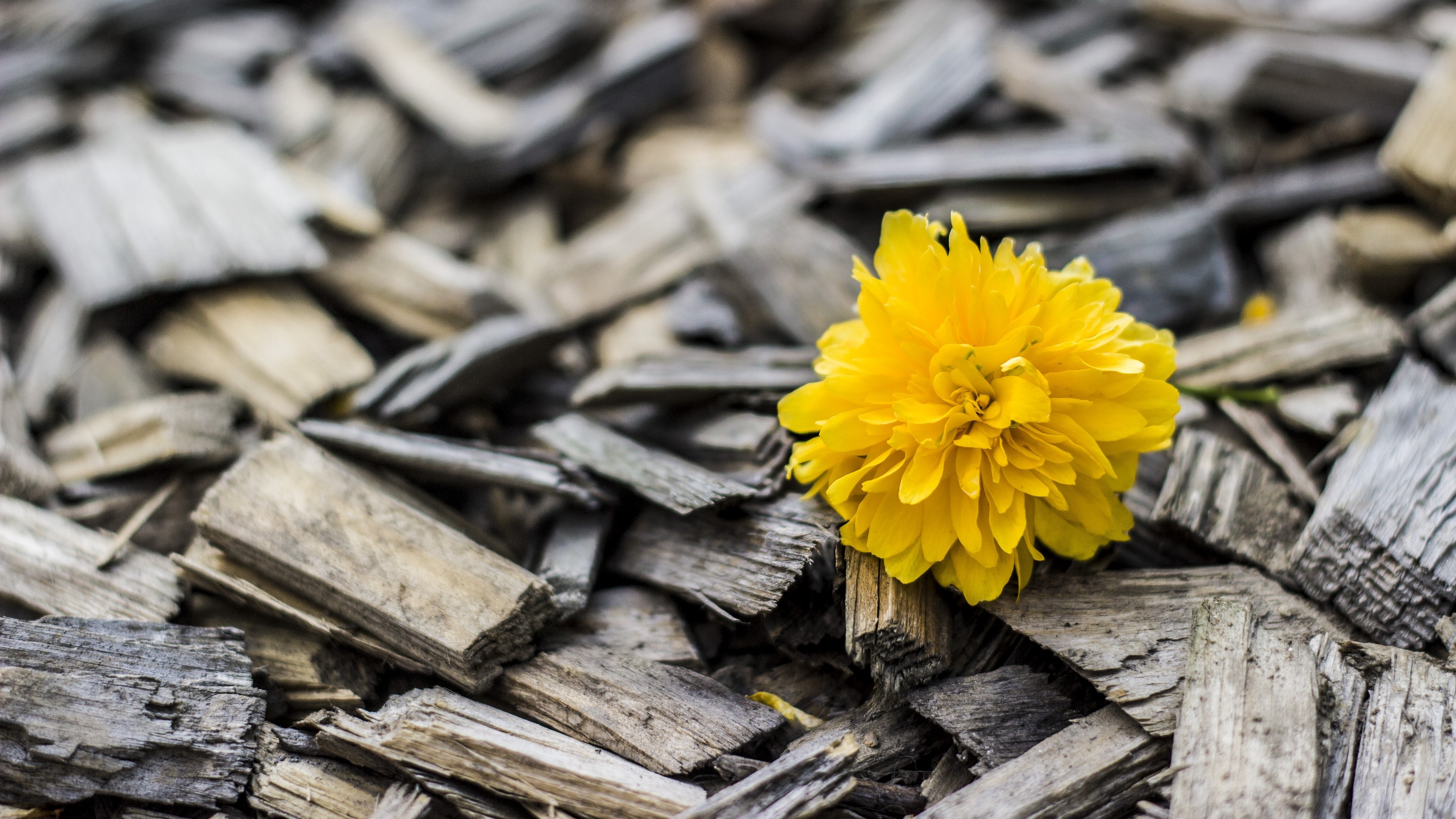 Yellow flower on wood chips 4K HD Wallpaper