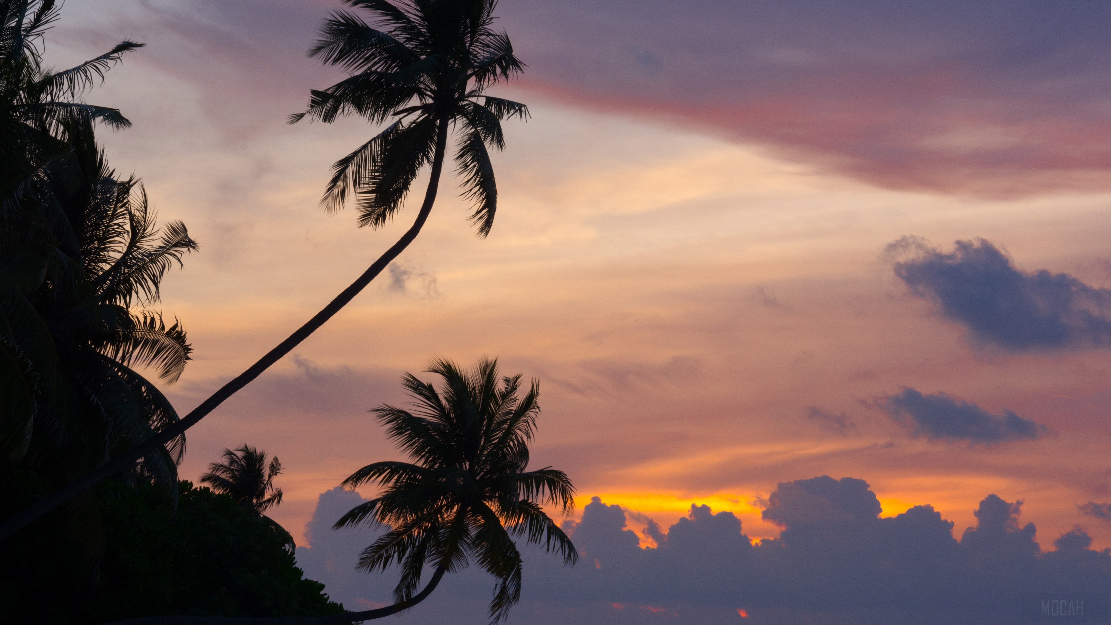 Maldivian Sunset with Palm Trees 4K HD Wallpaper