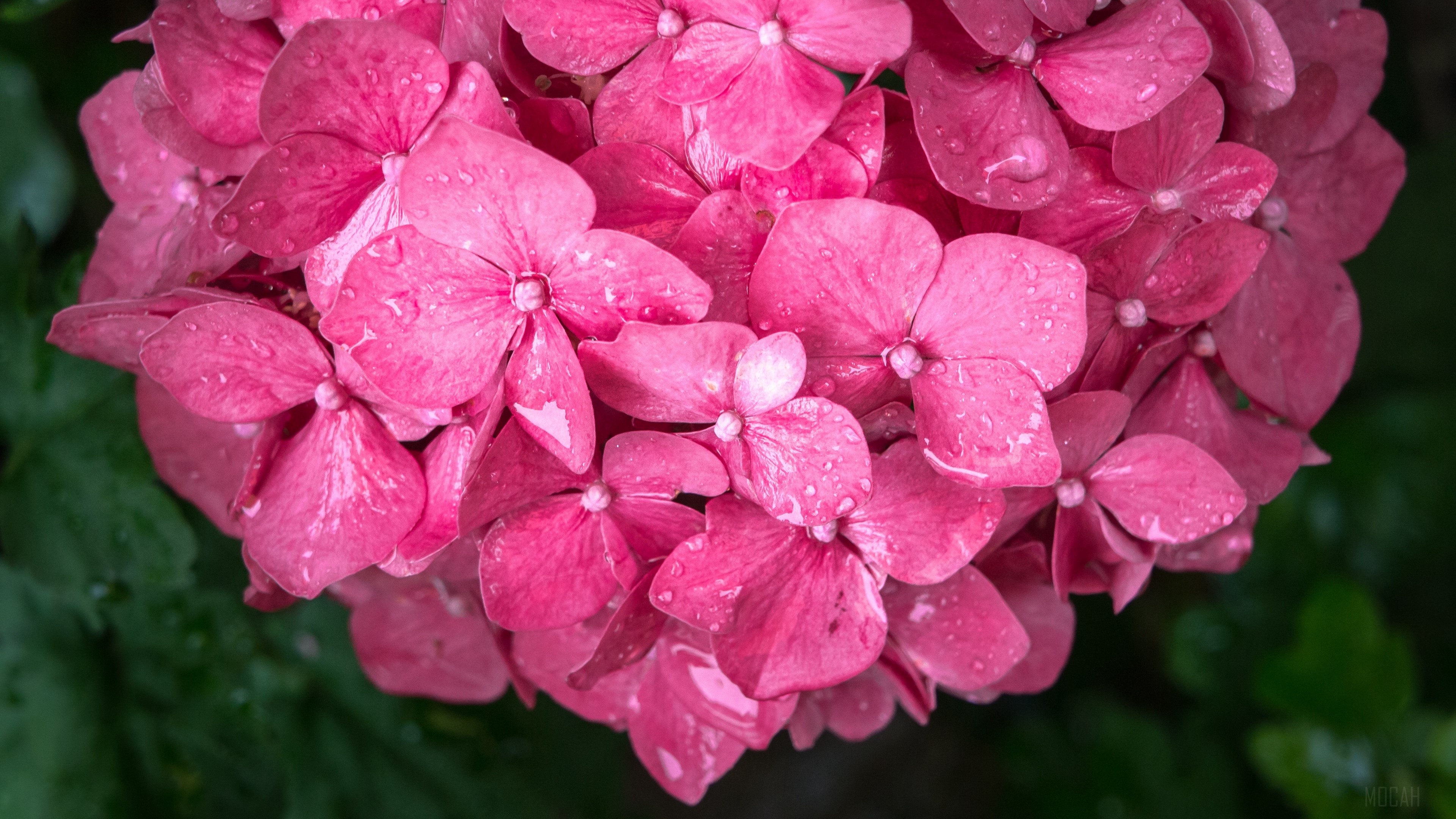 Pink Flowers with Water Drops 4K HD Wallpaper