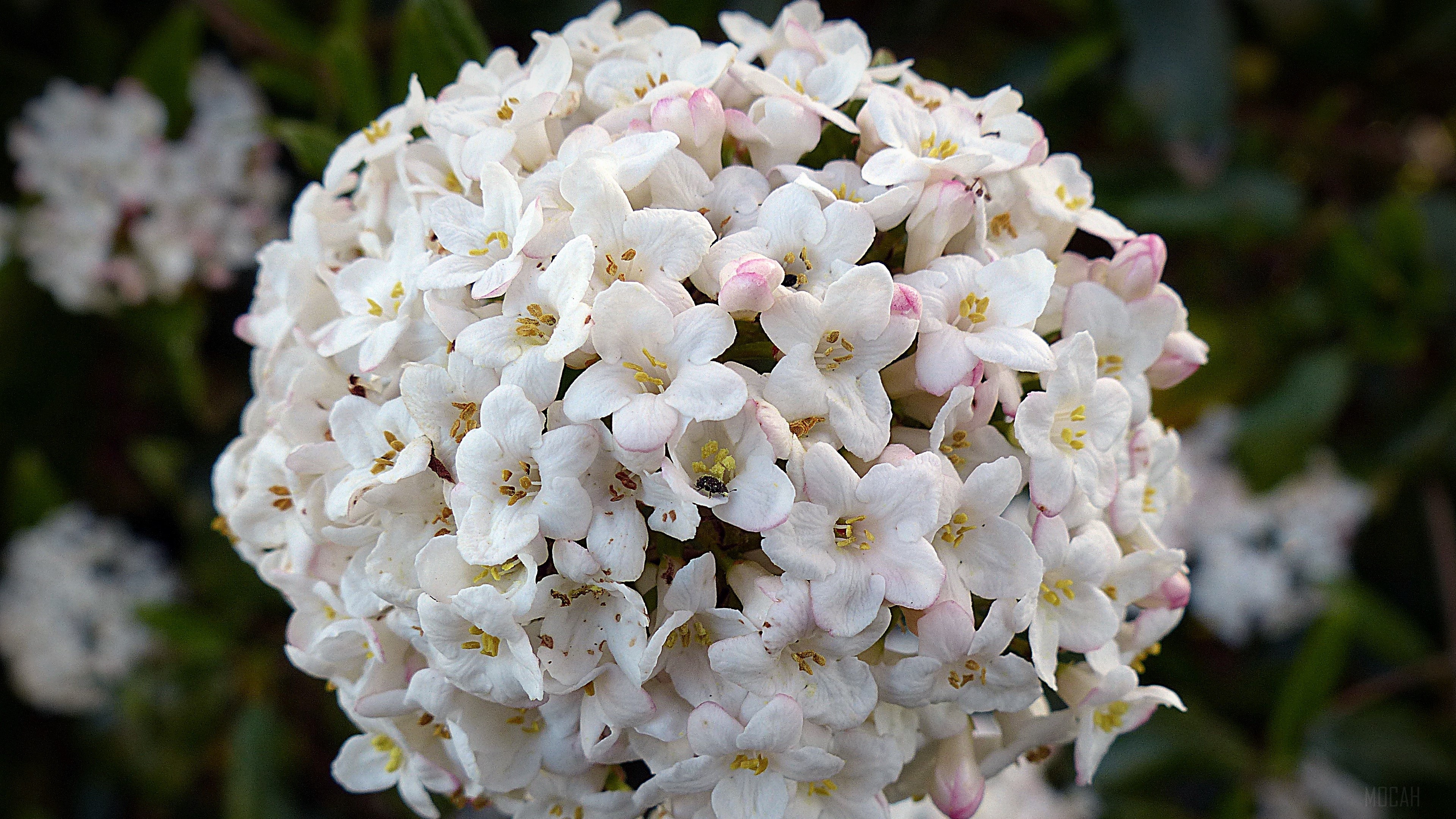 Close-up of a cluster of white flowers with pink buds HD Wallpaper