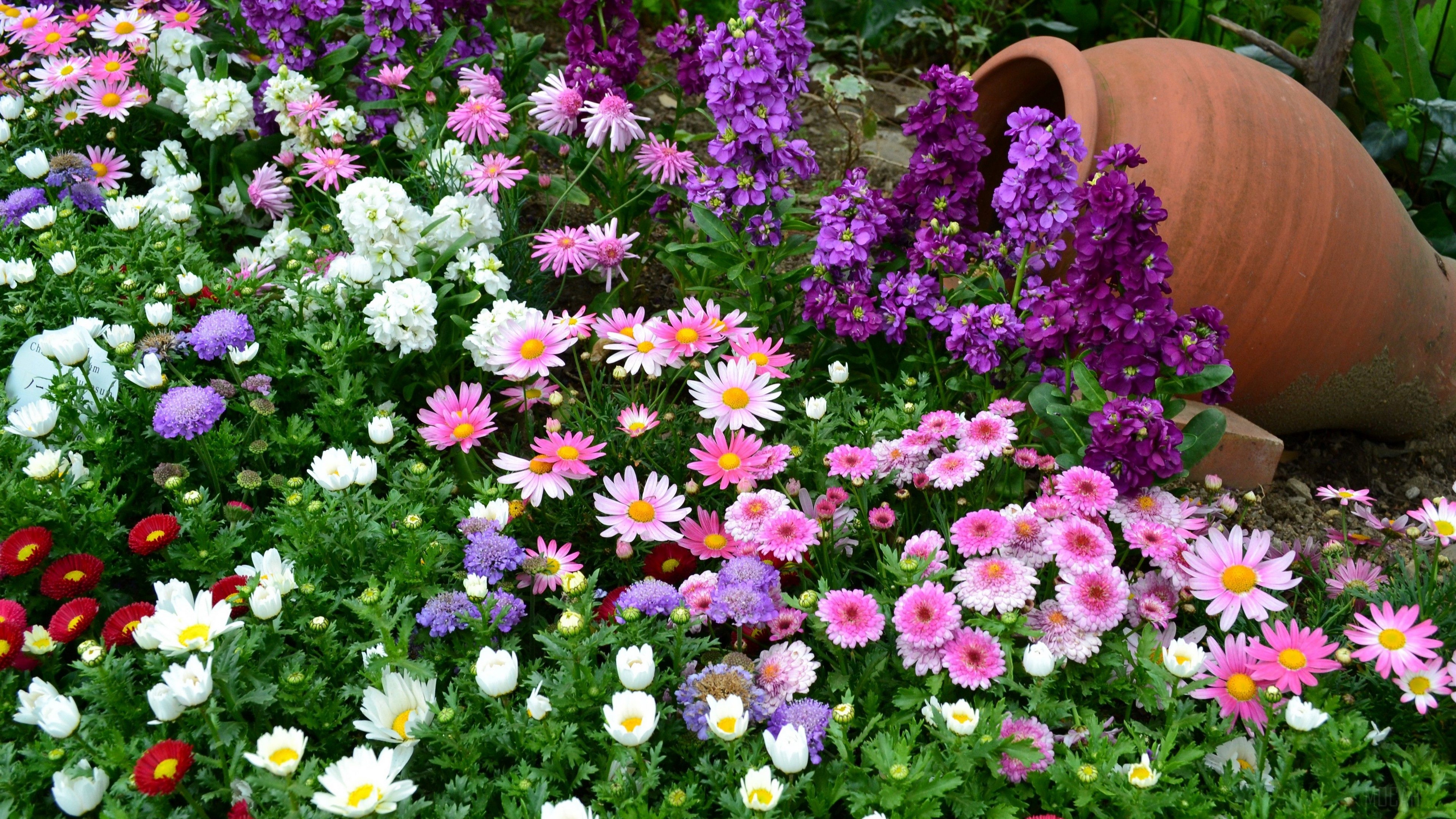 Flowerbed with various flowers and a terracotta vase HD Wallpaper