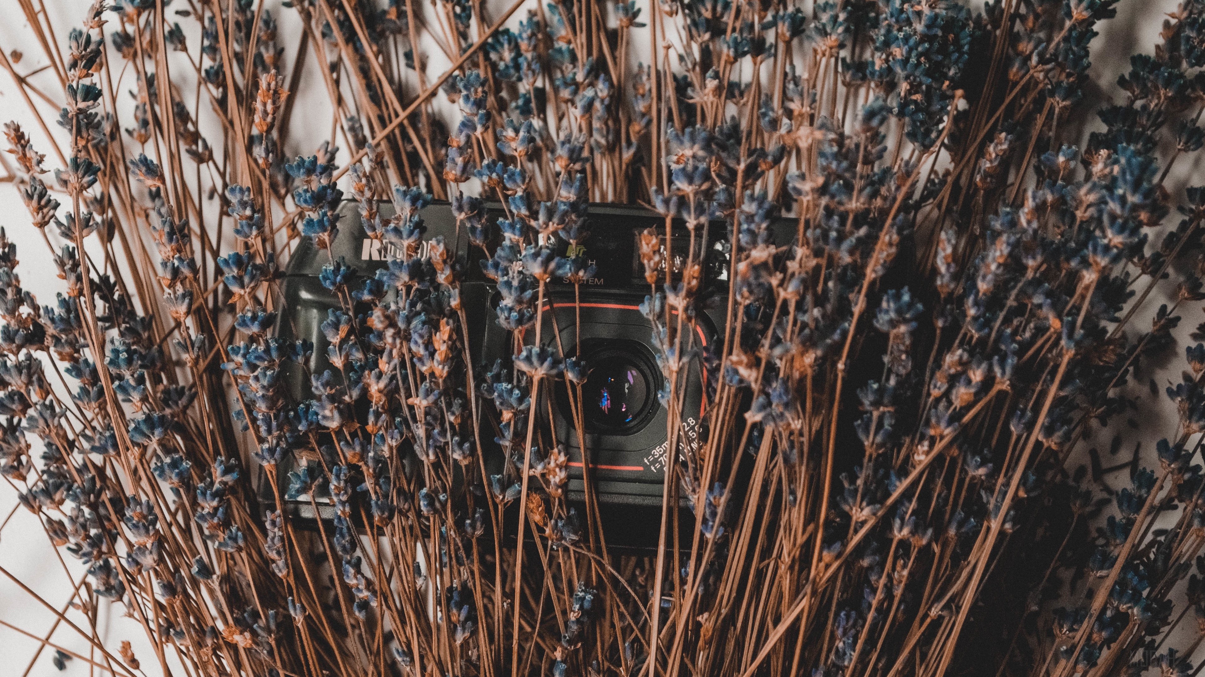 Camera hidden in dried lavender flowers HD Wallpaper