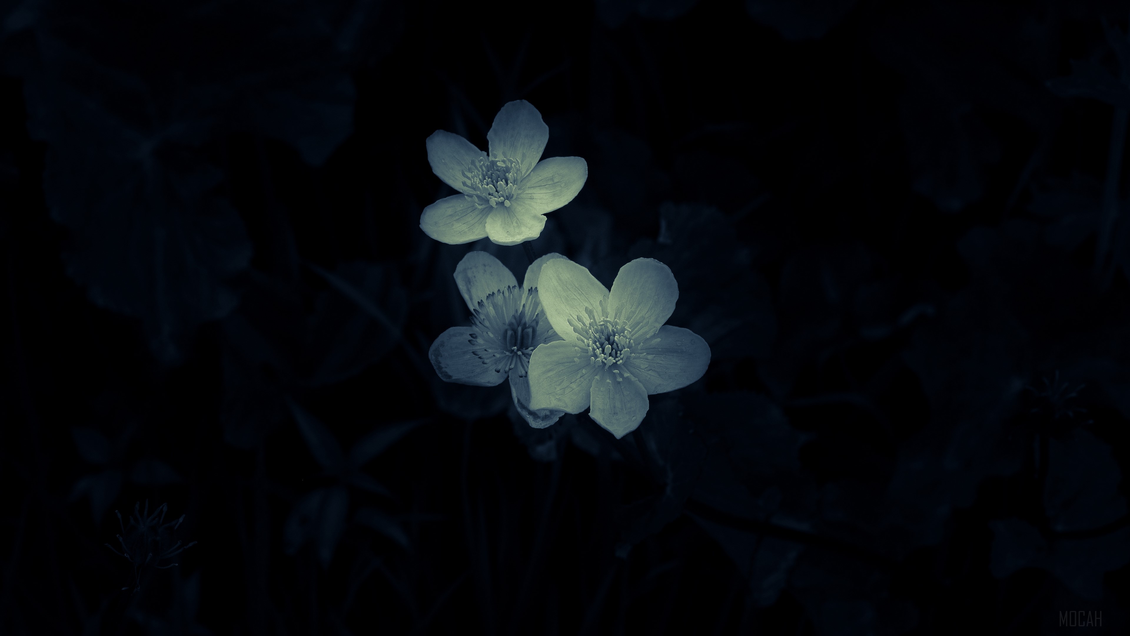 Three white flowers in dark macro 4K HD Wallpaper