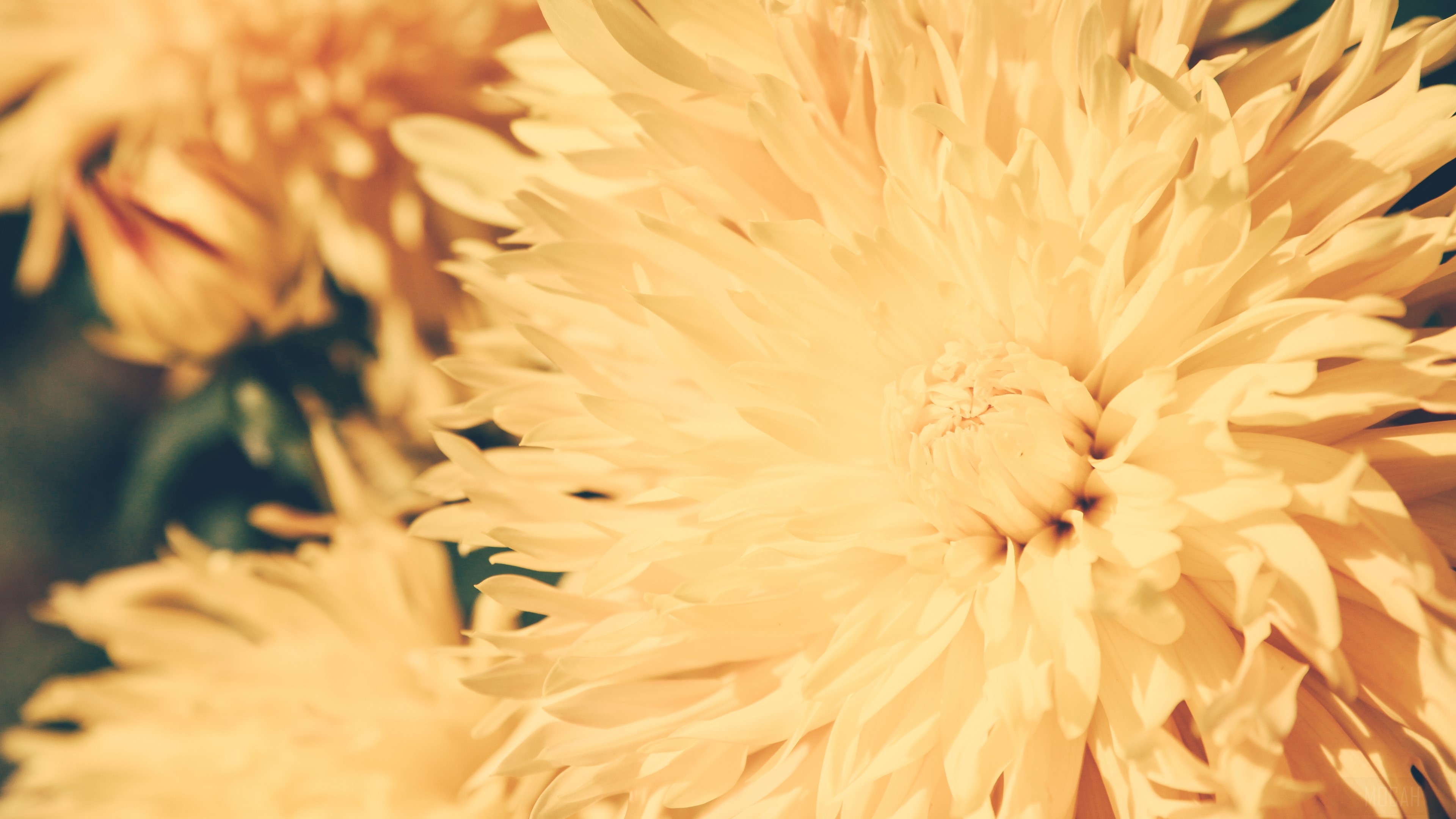 Close-up of bright yellow chrysanthemum petals HD Wallpaper