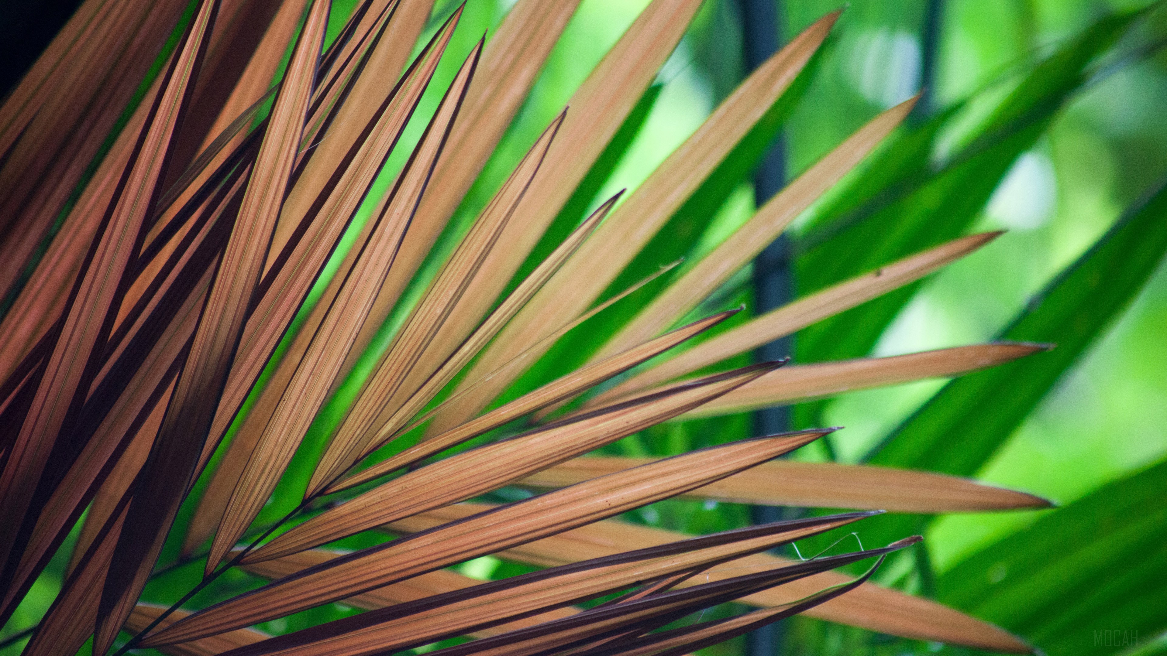 Close-up of Brown and Green Palm Leaves 4K HD Wallpaper
