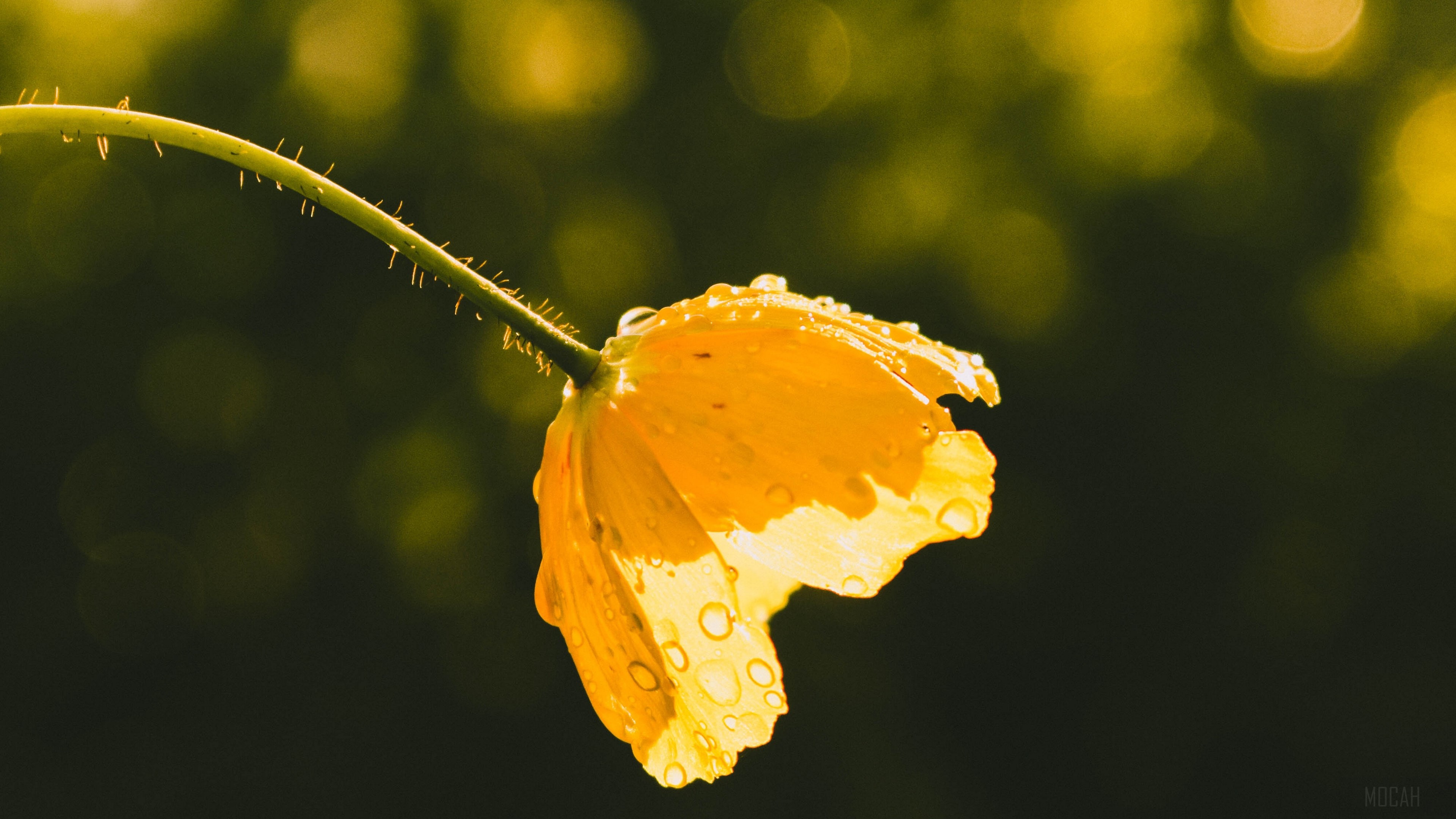 Yellow flower with water drops in sunlight 4K HD Wallpaper
